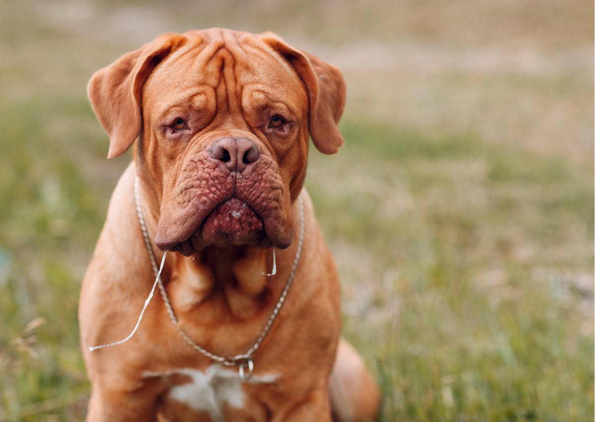 jeune dogue de bordeaux assis sur l'herbe