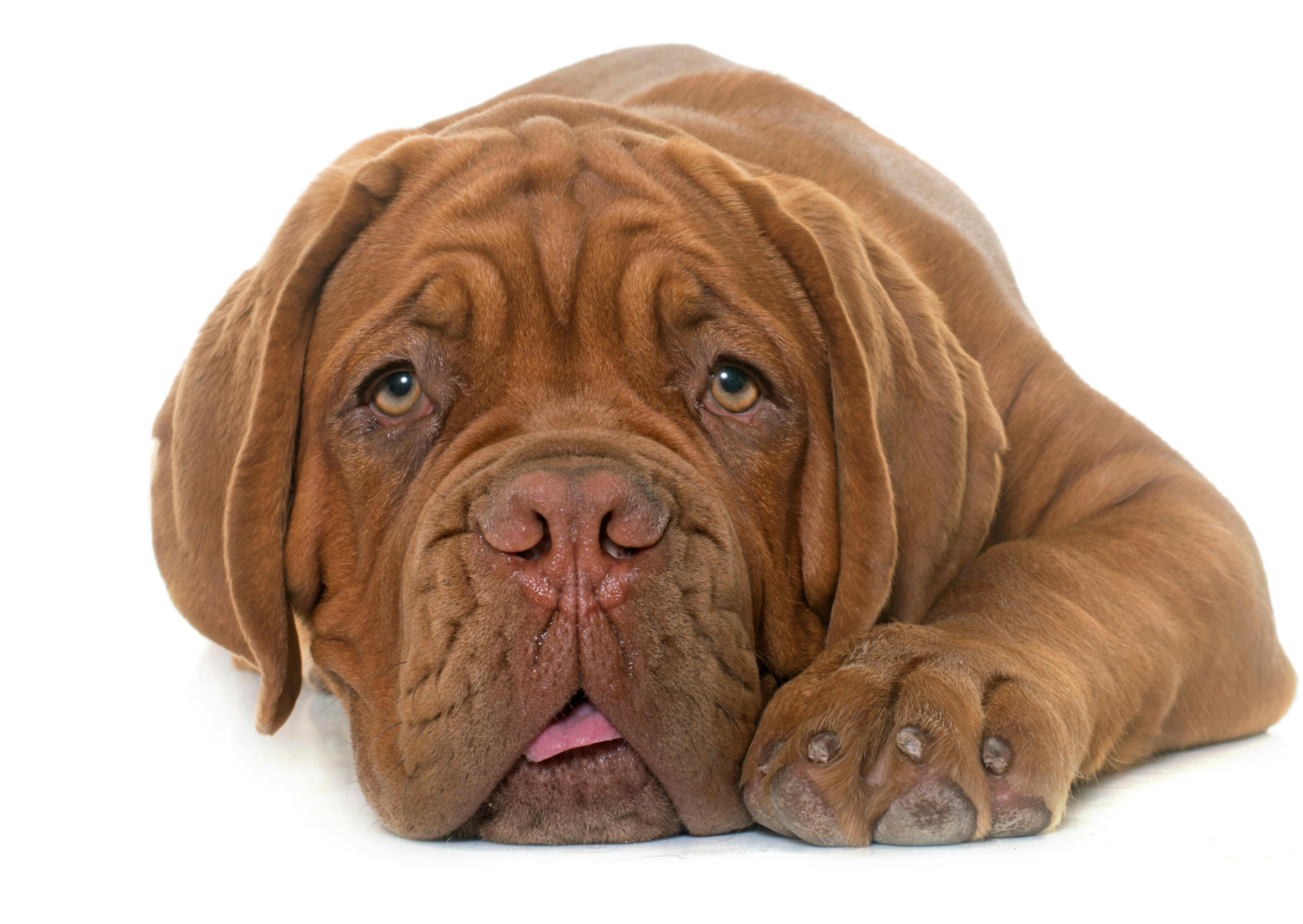 dogue de bordeaux allongé fond blanc 