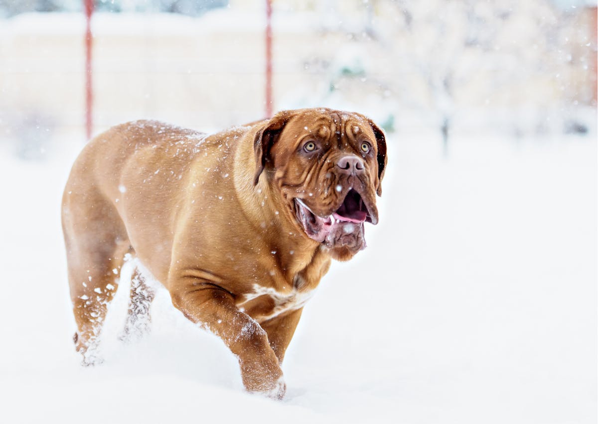 dogue de bordeaux dans la neige