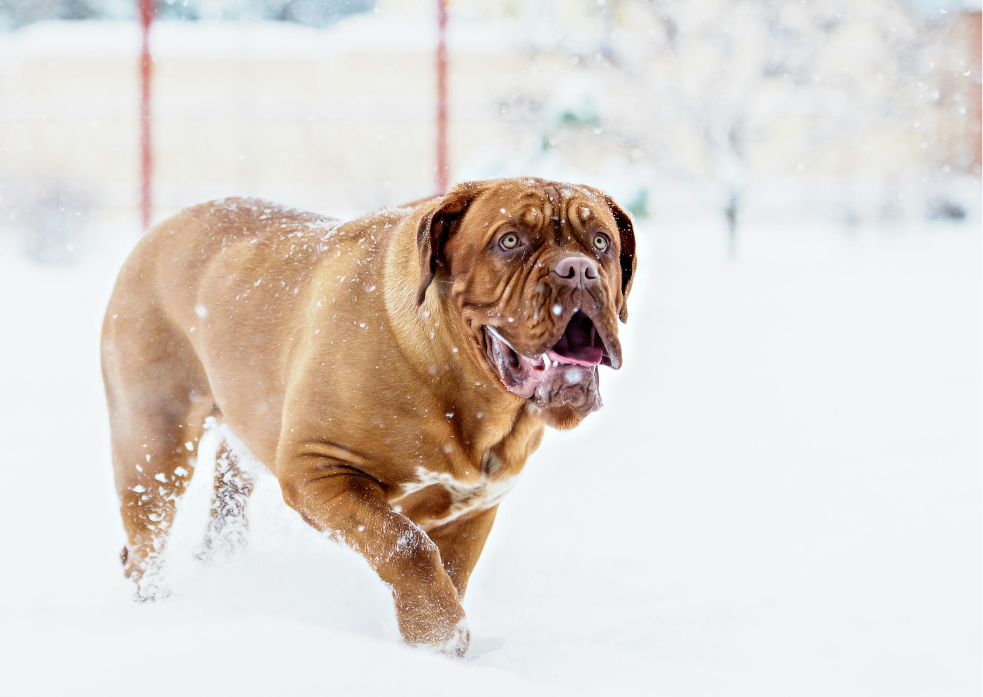 dogue de bordeaux dans la neige 