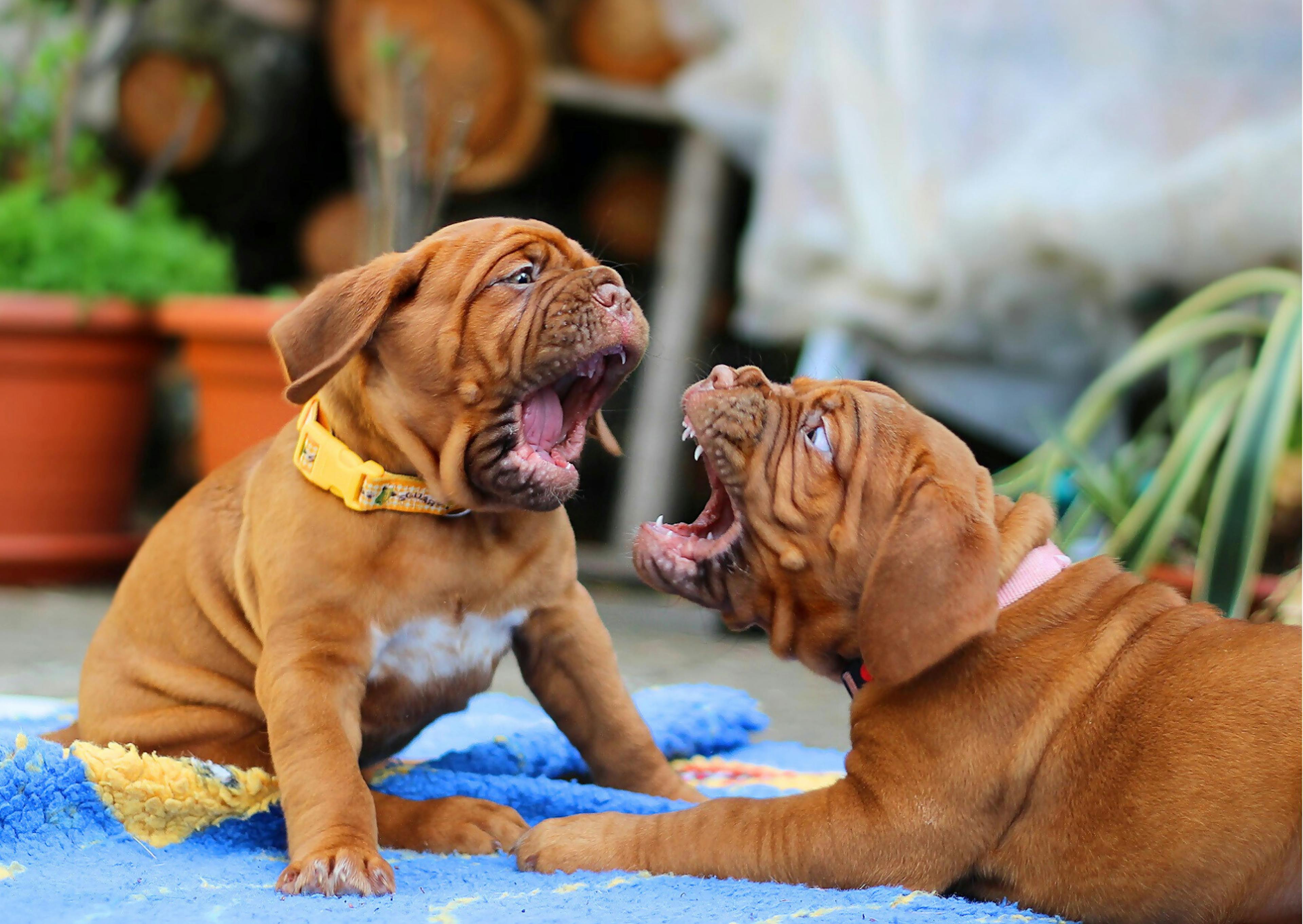 chiots dogue de bordeaux en train de jouer 