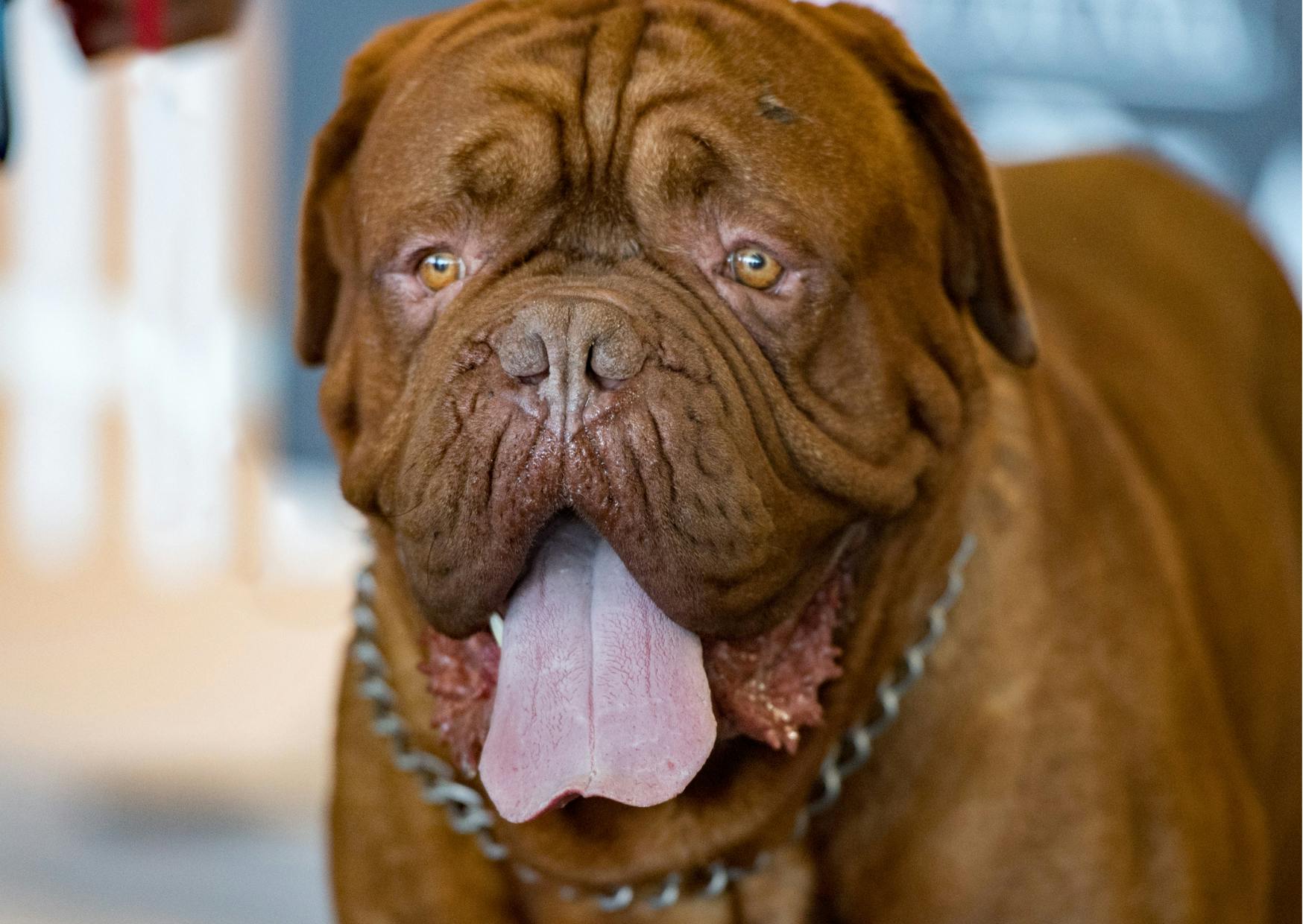 dogue de bordeaux