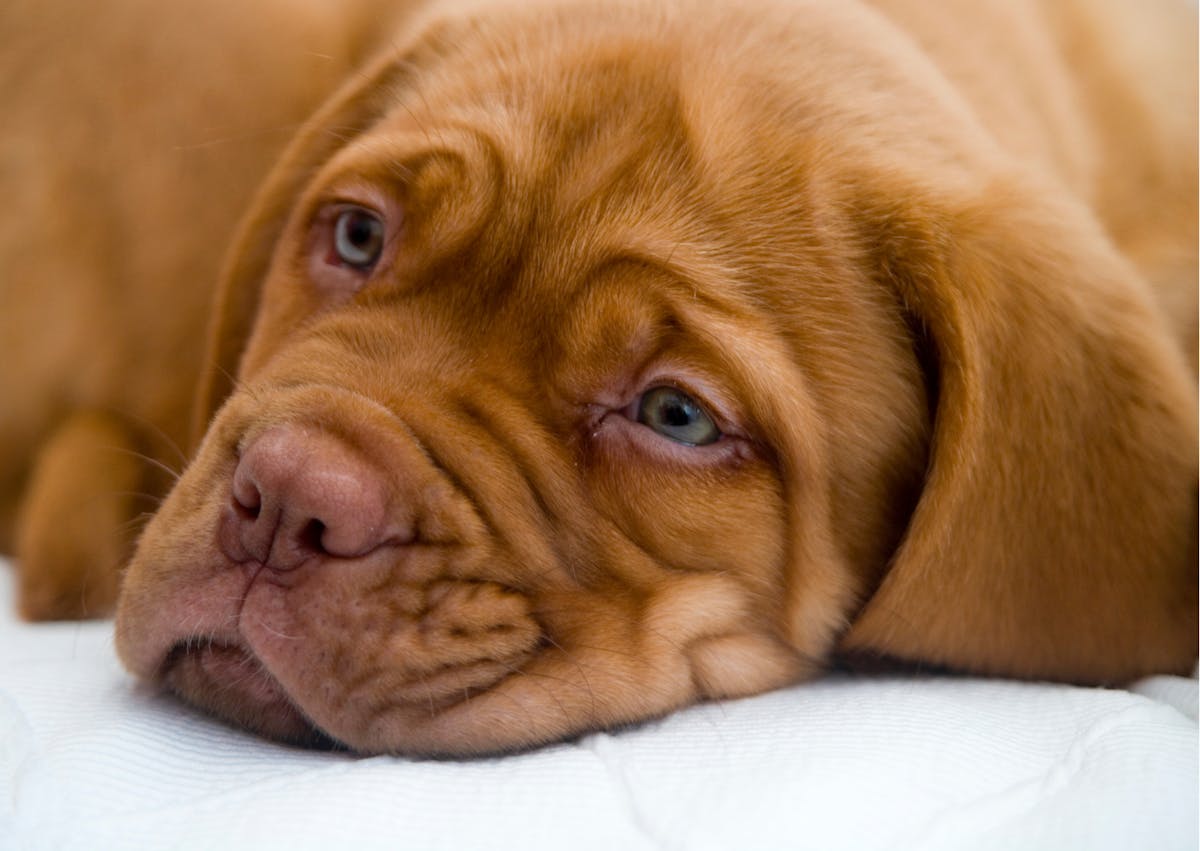 chiot dogue de bordeaux