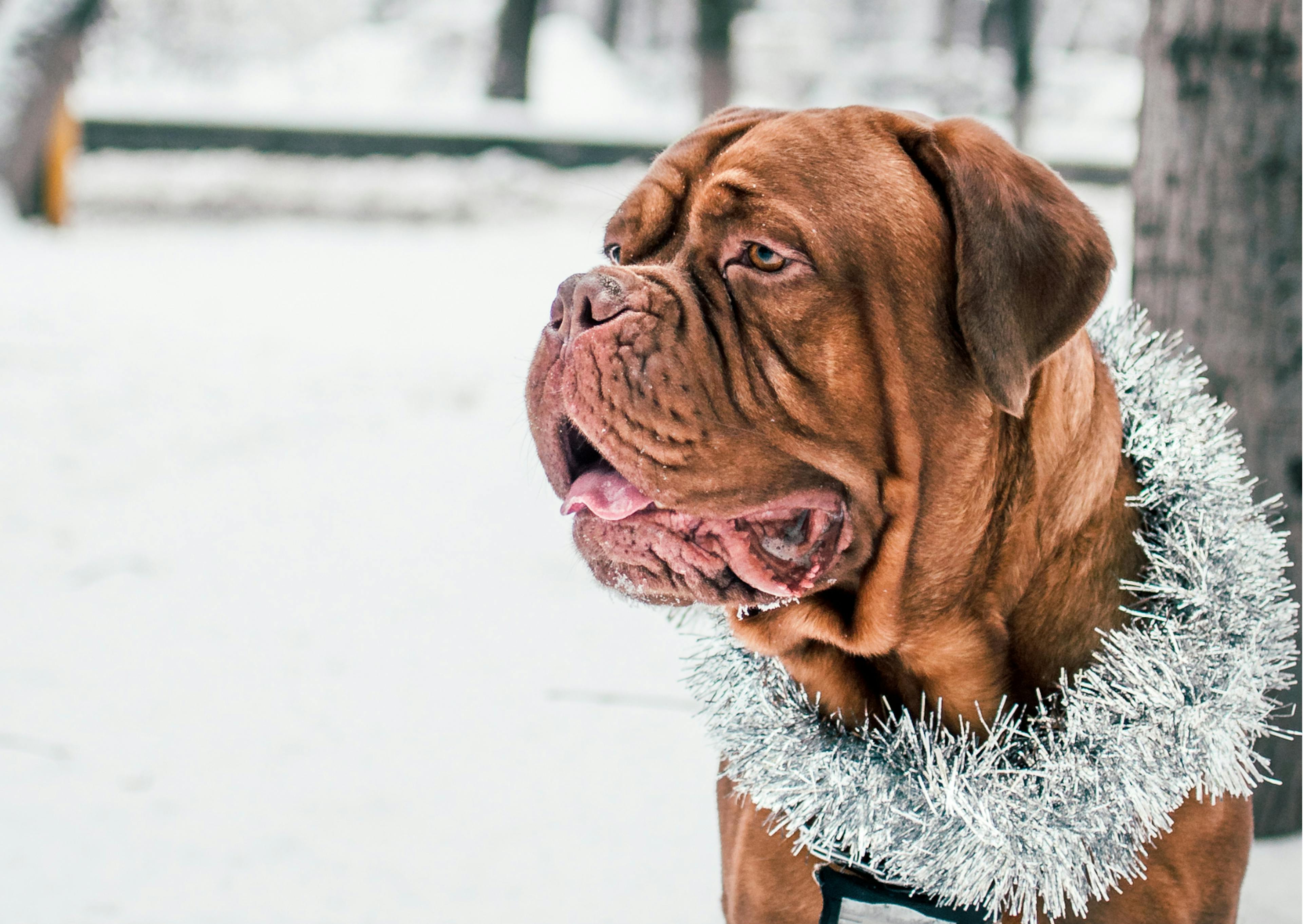 dogue de bordeaux avec une guirlande autour du cou