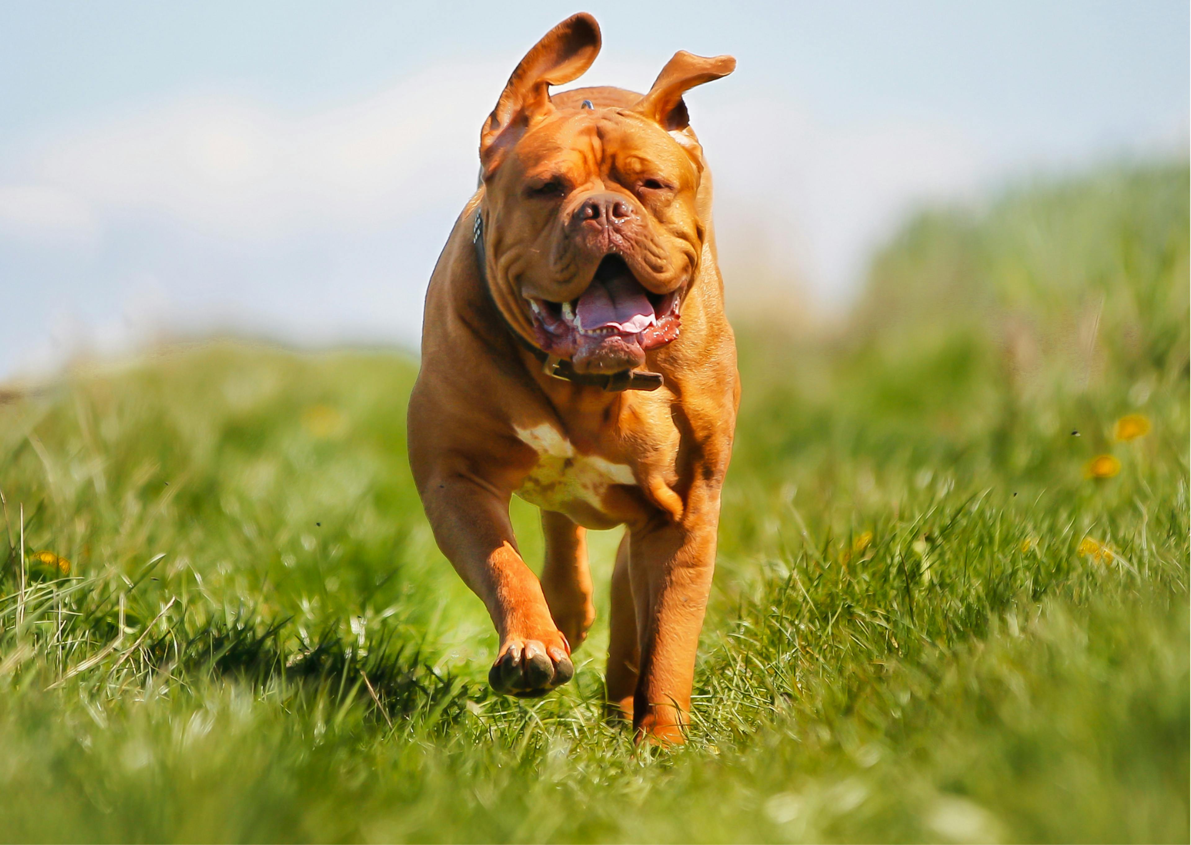 dogue de bordeaux qui court dans l'herbe au soleil