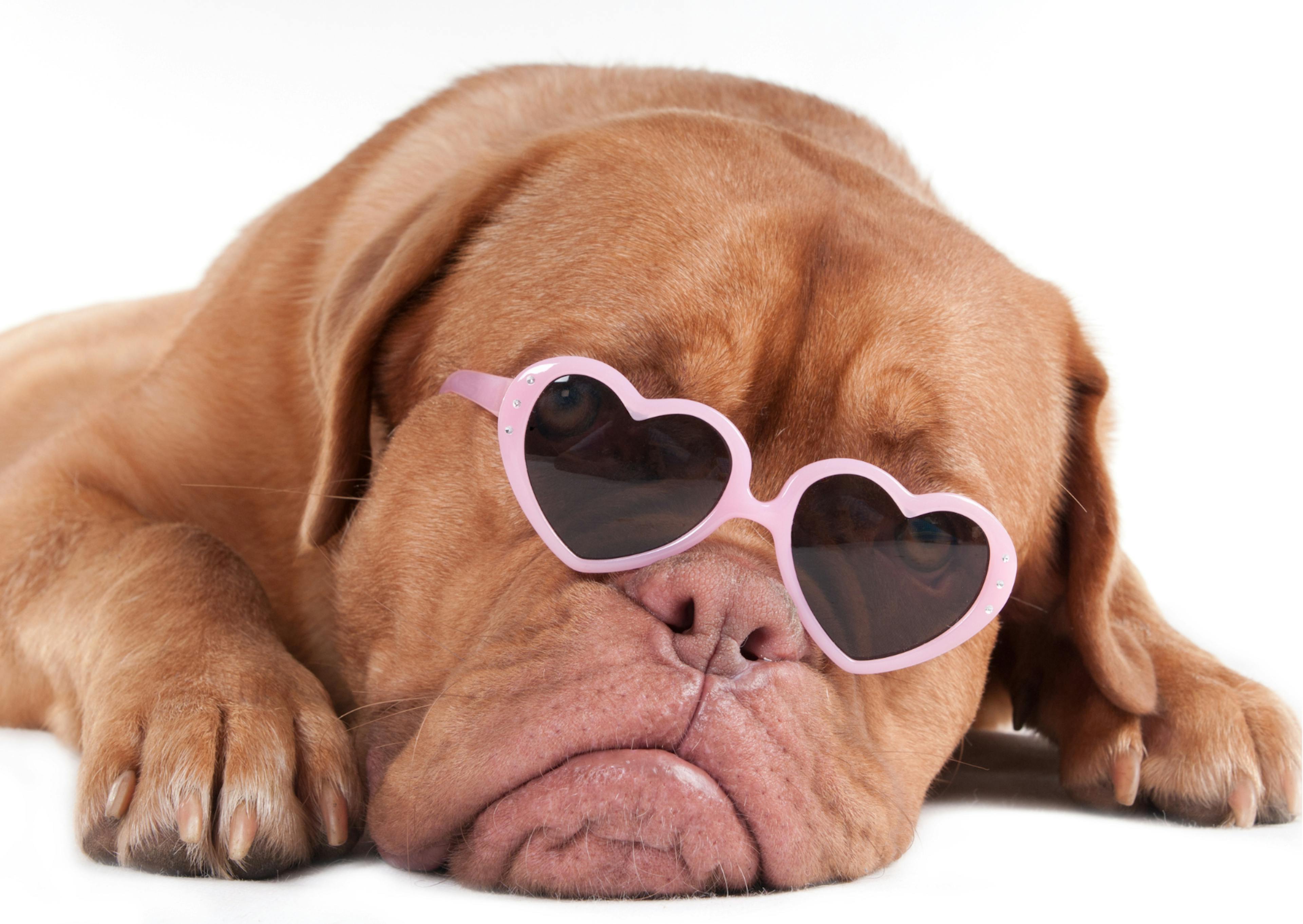 dogue de bordeau avec des lunettes coeur