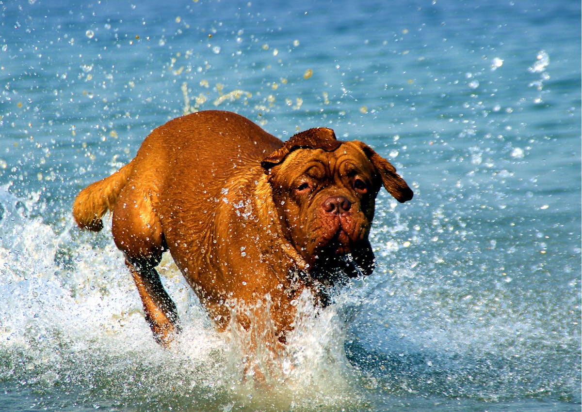 dogue de bordeaux qui court dans la mer