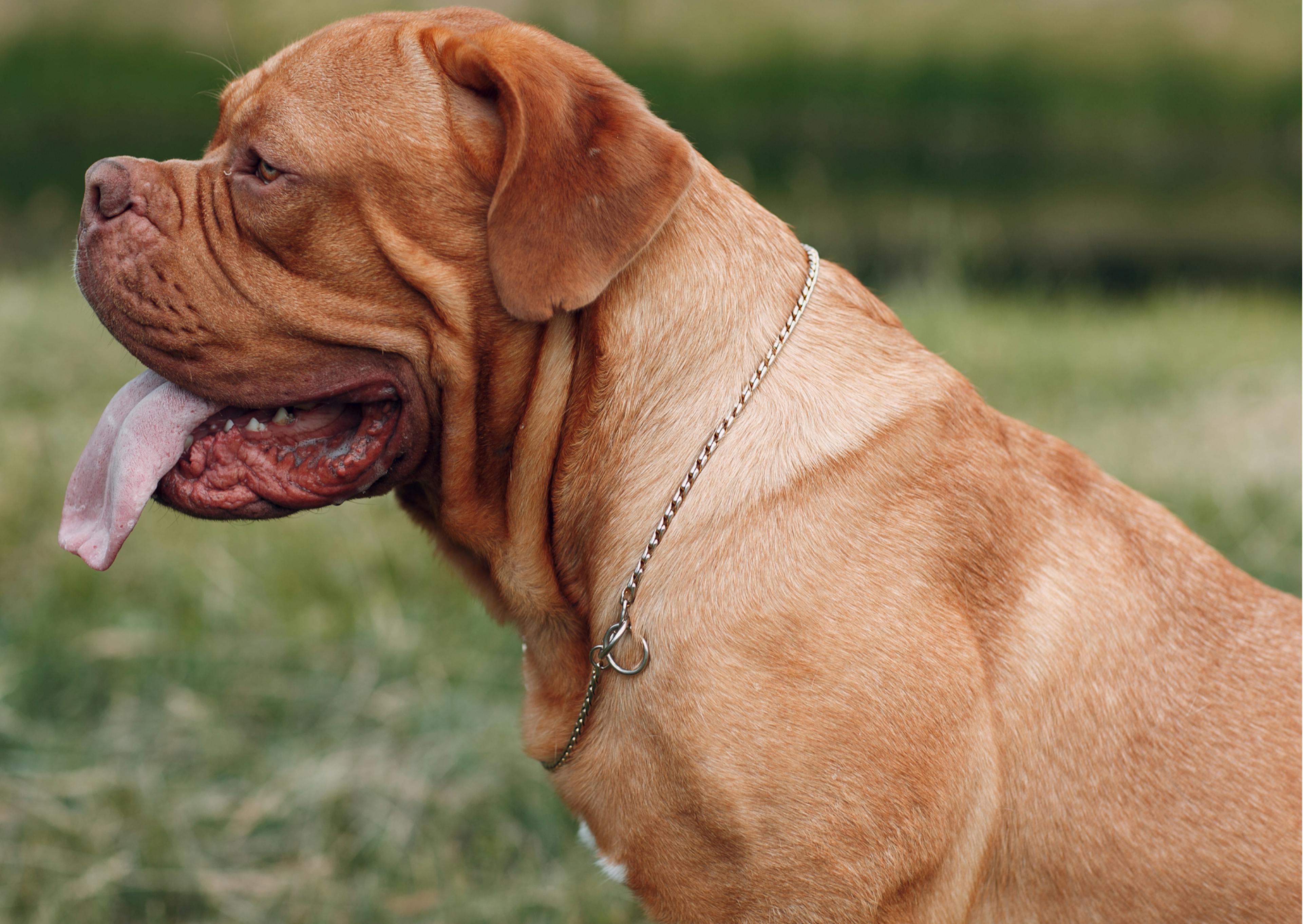 dogue de bordeaux de profil 