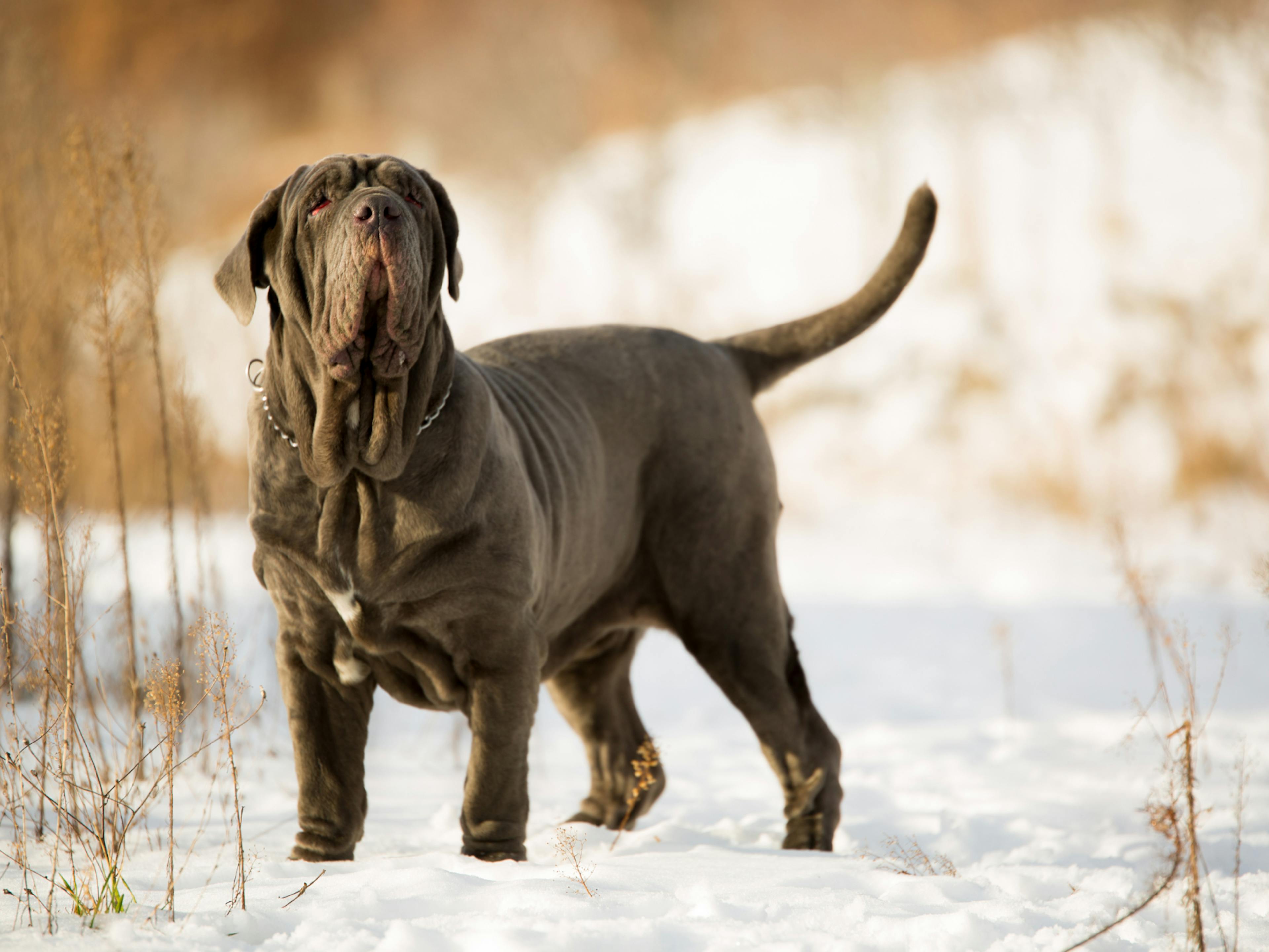 Mastiff gris dans la neige