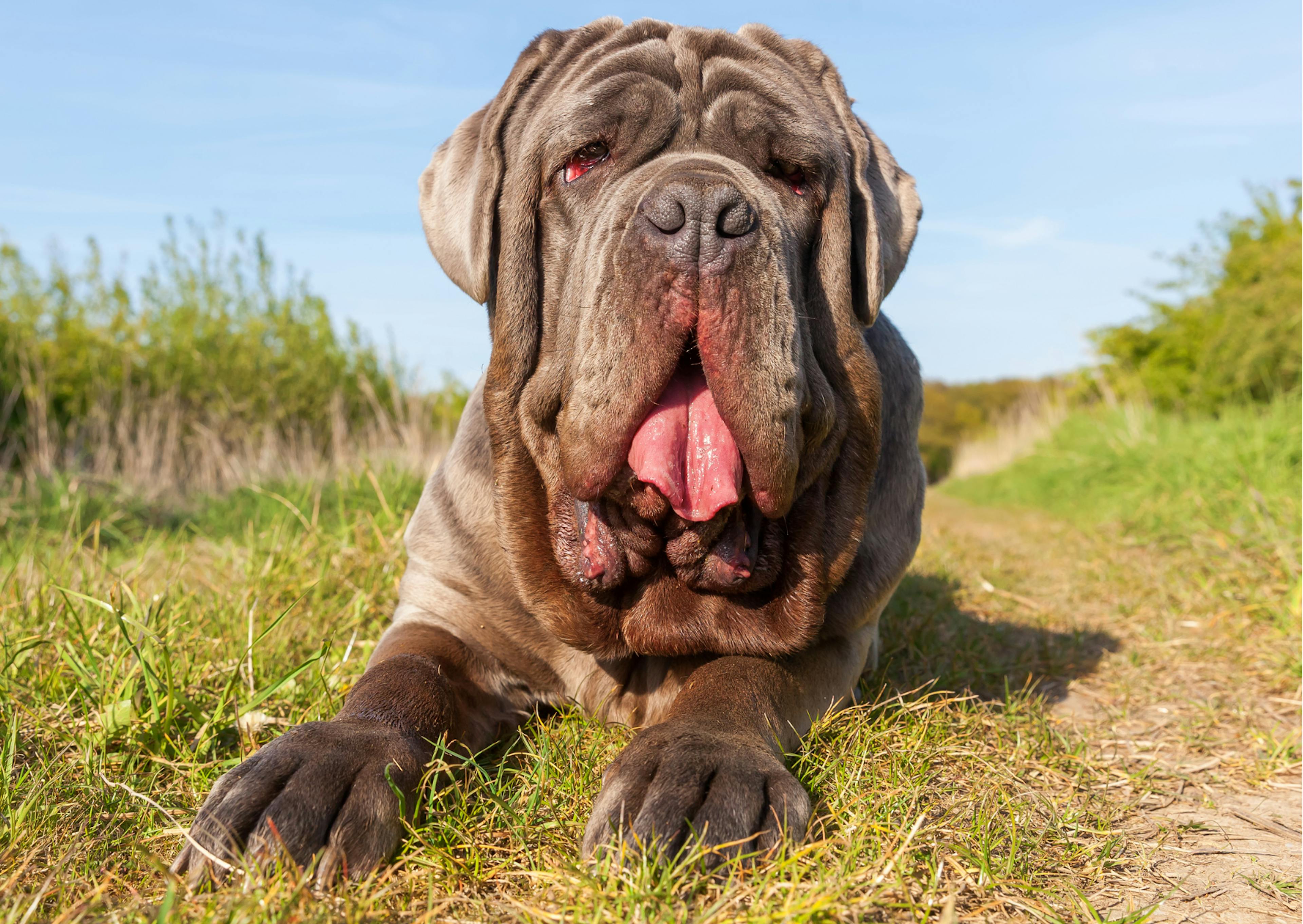 Mastiff gris couché dans l'herbe 