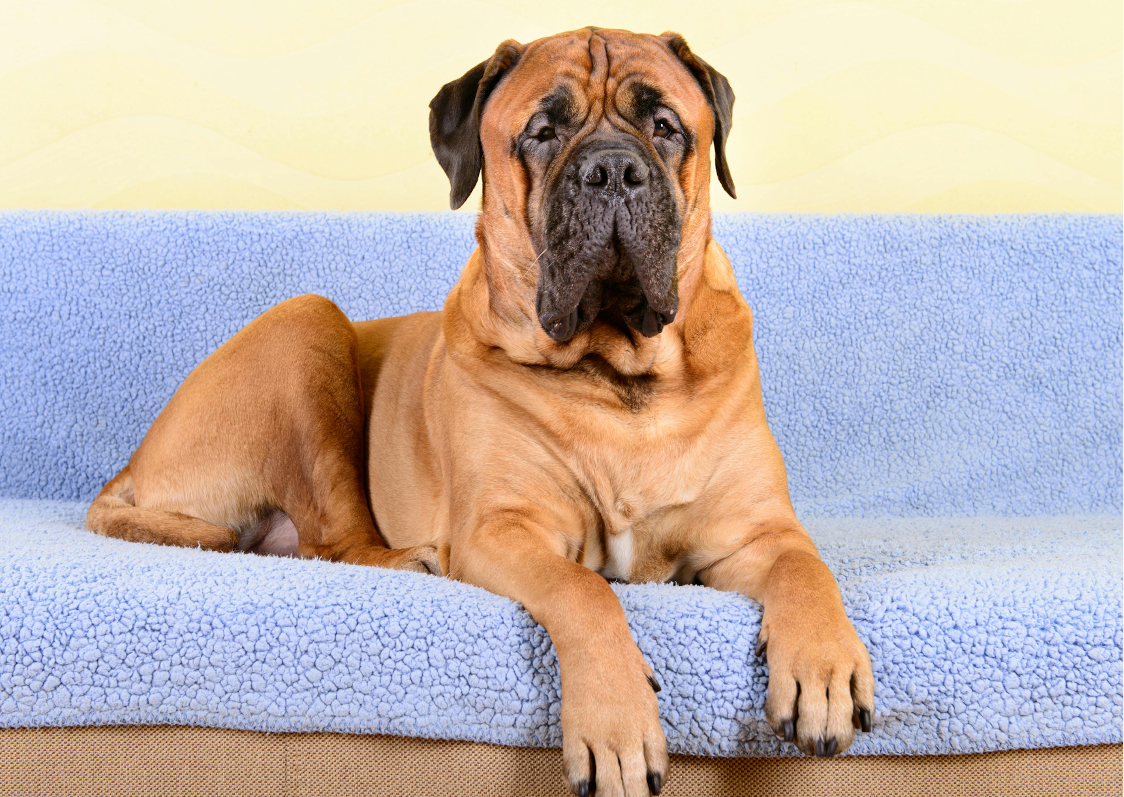 Mastiff beige sur un canapé 