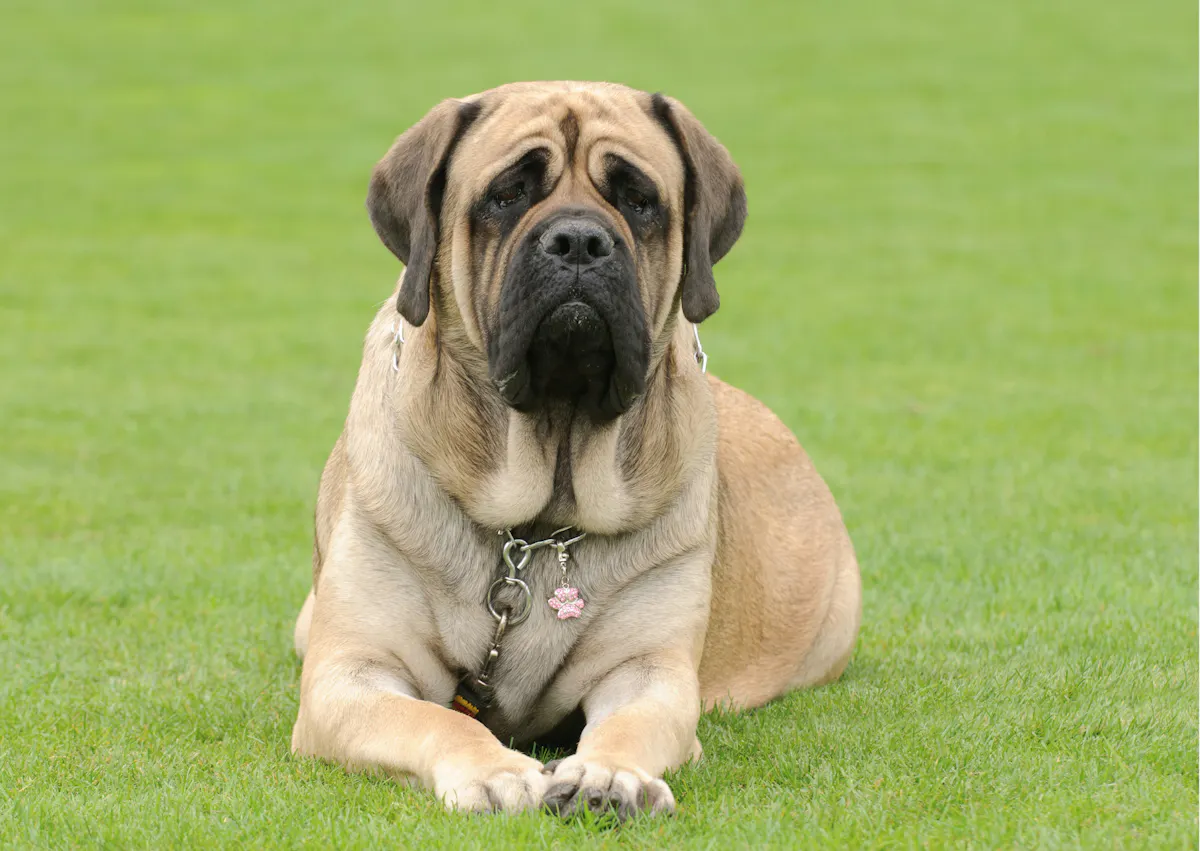 Mastiff beige allongé dans l'herbe