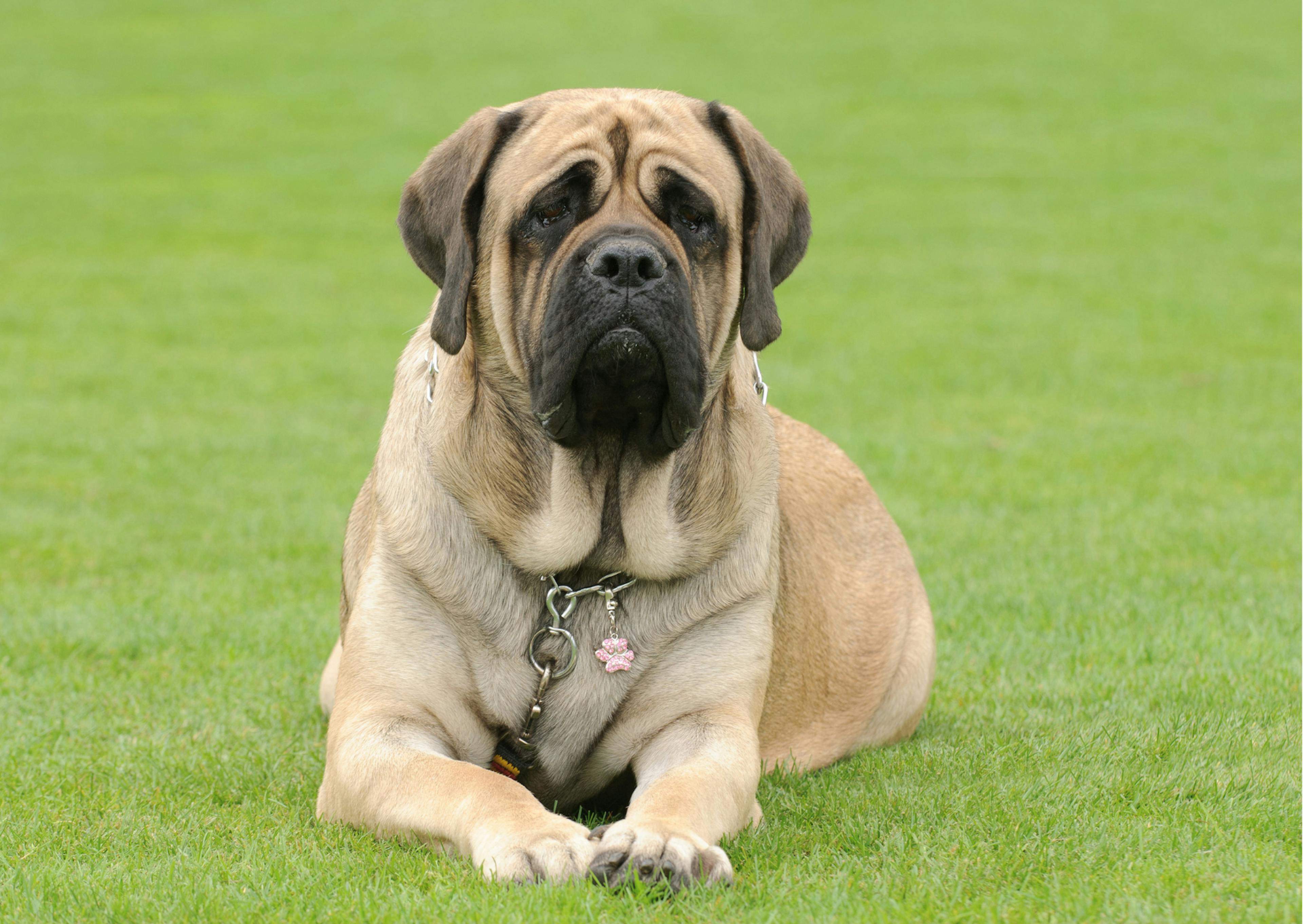 Mastiff beige allongé dans l'herbe 