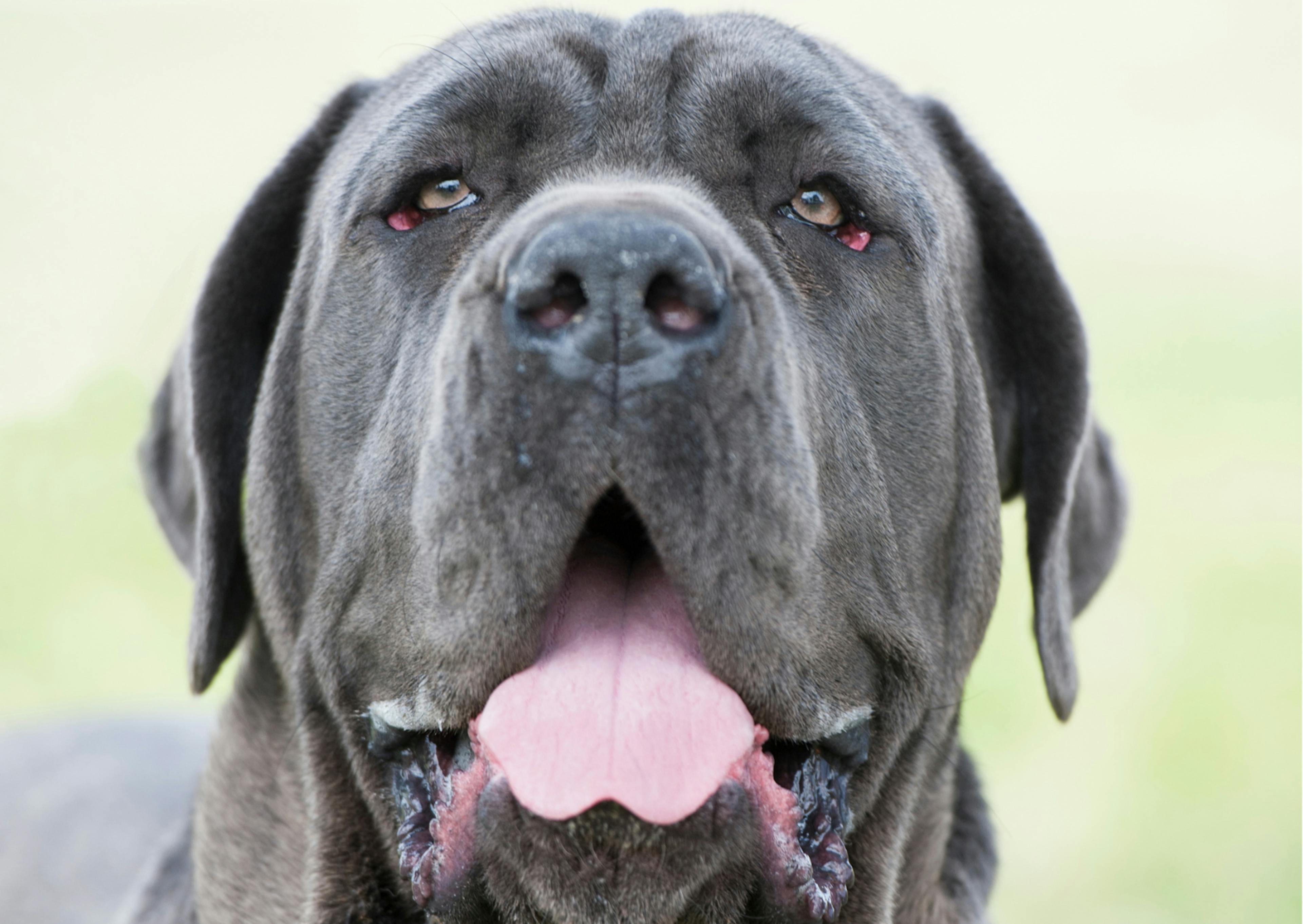 Mastiff gris foncé 