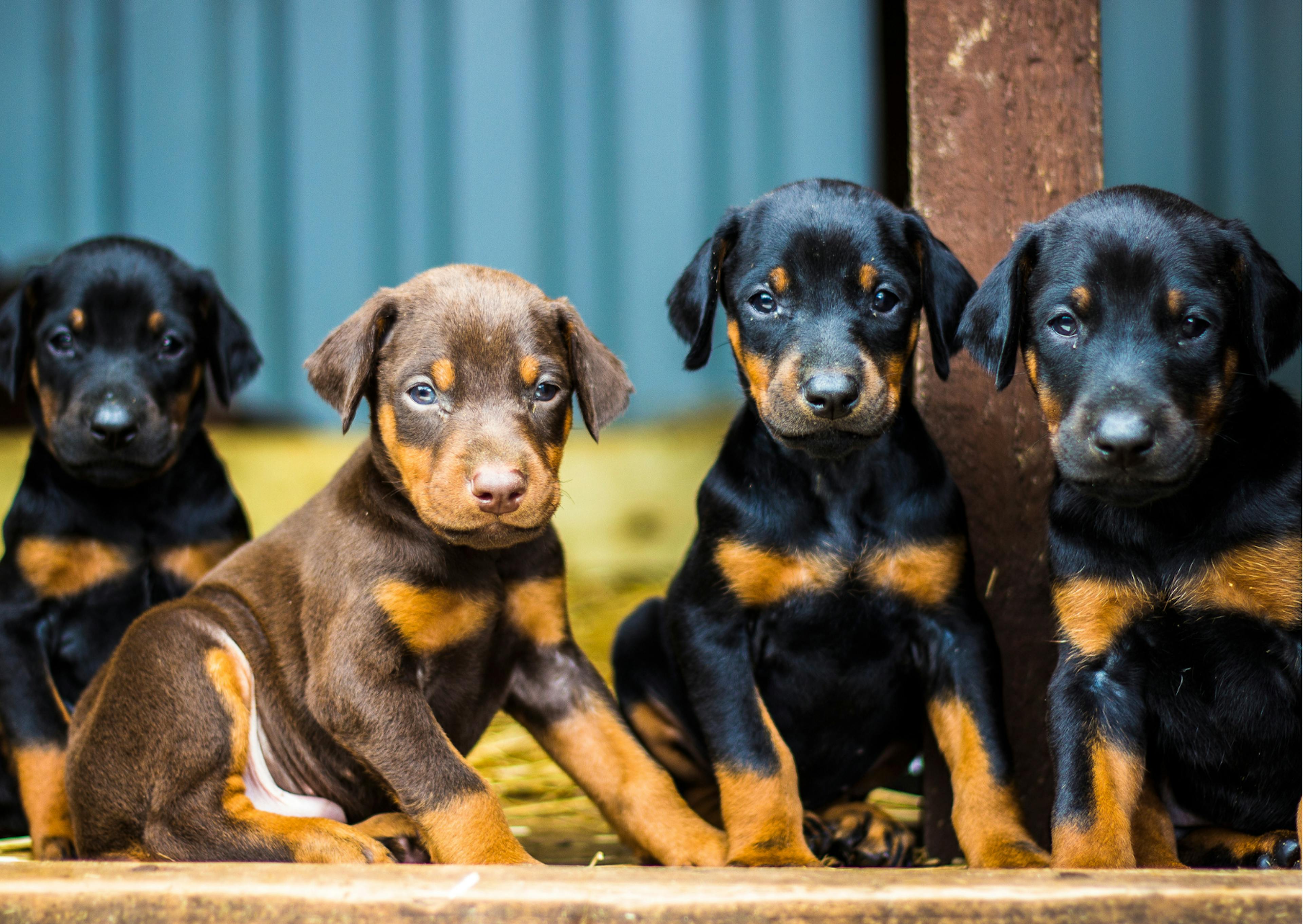 4 chiots dobermann