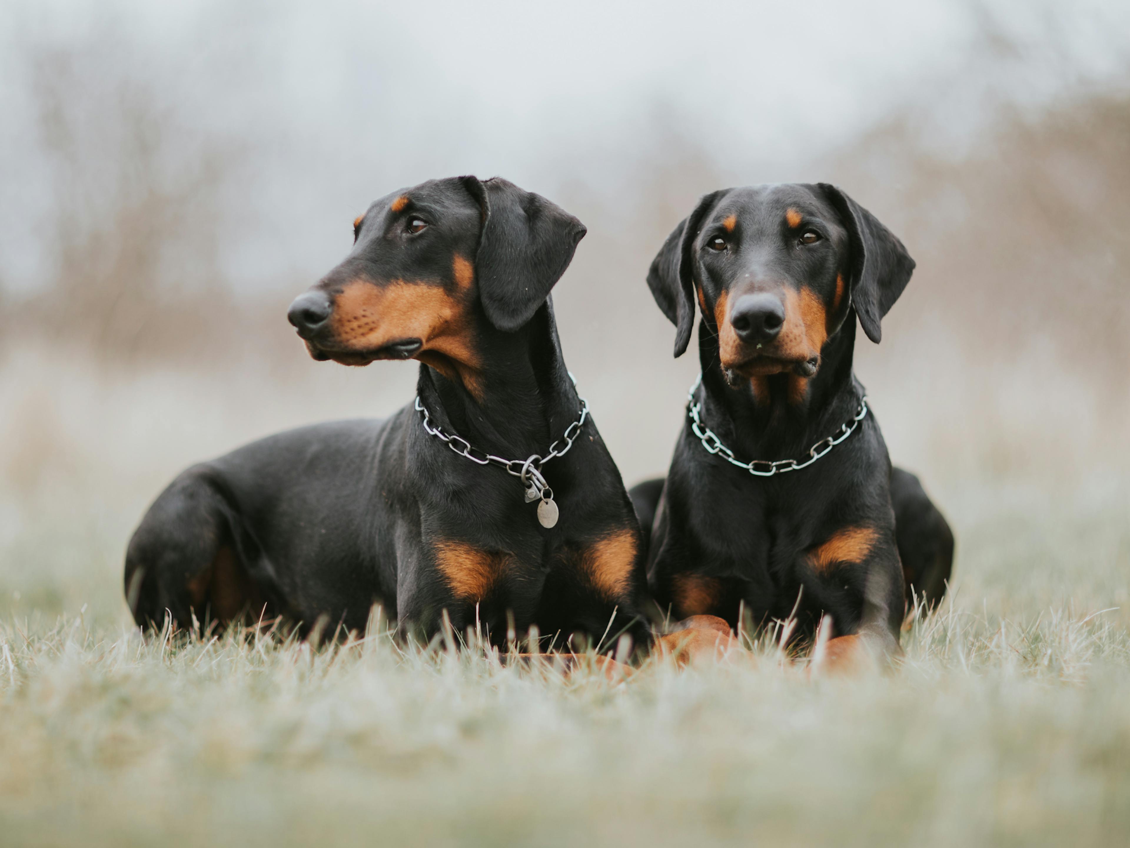 2 dobermann couchés dans l'herbe 