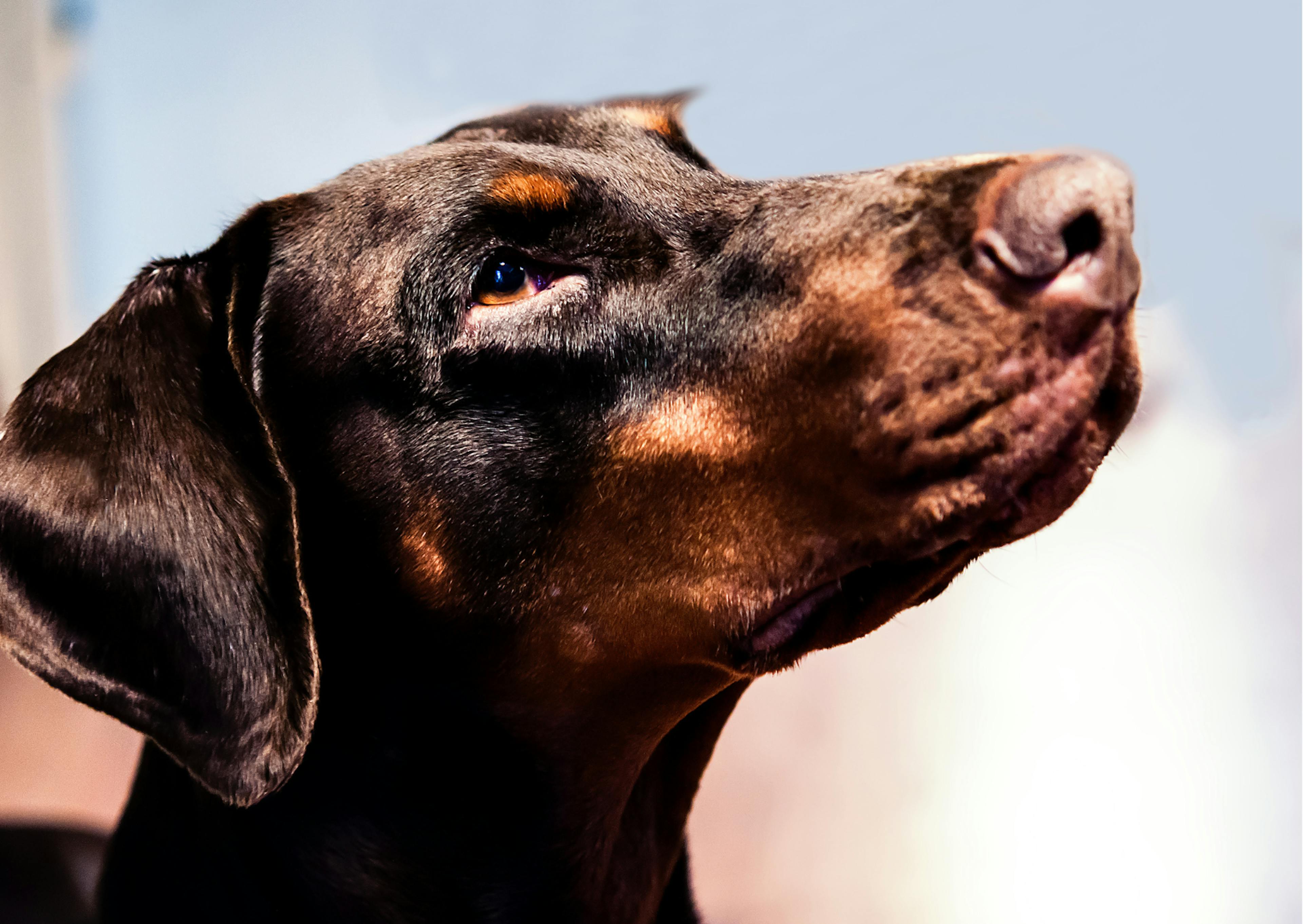 dobermann marron qui regarde le ciel 