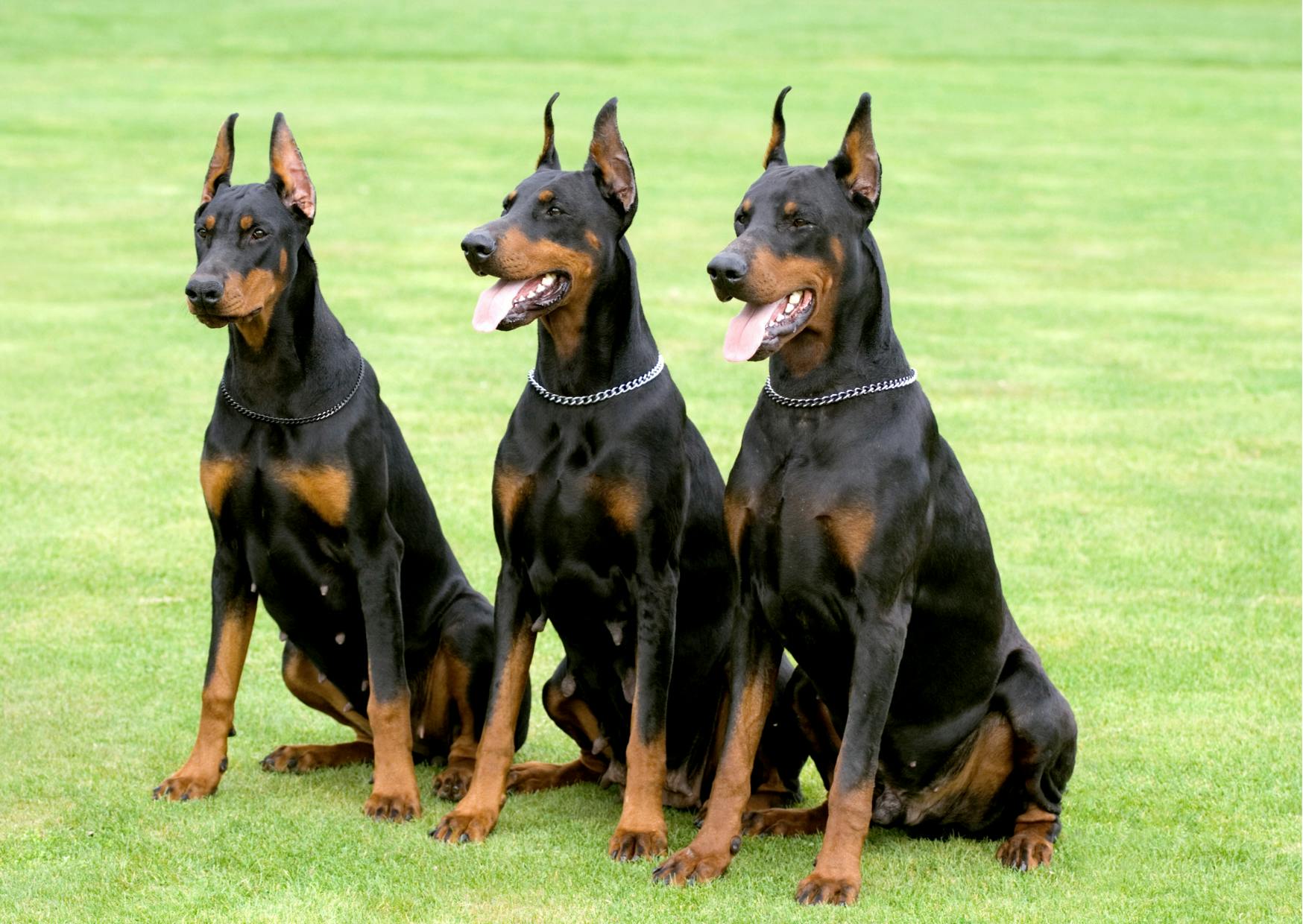 3 dobermann noir et feu assis dans l'herbe