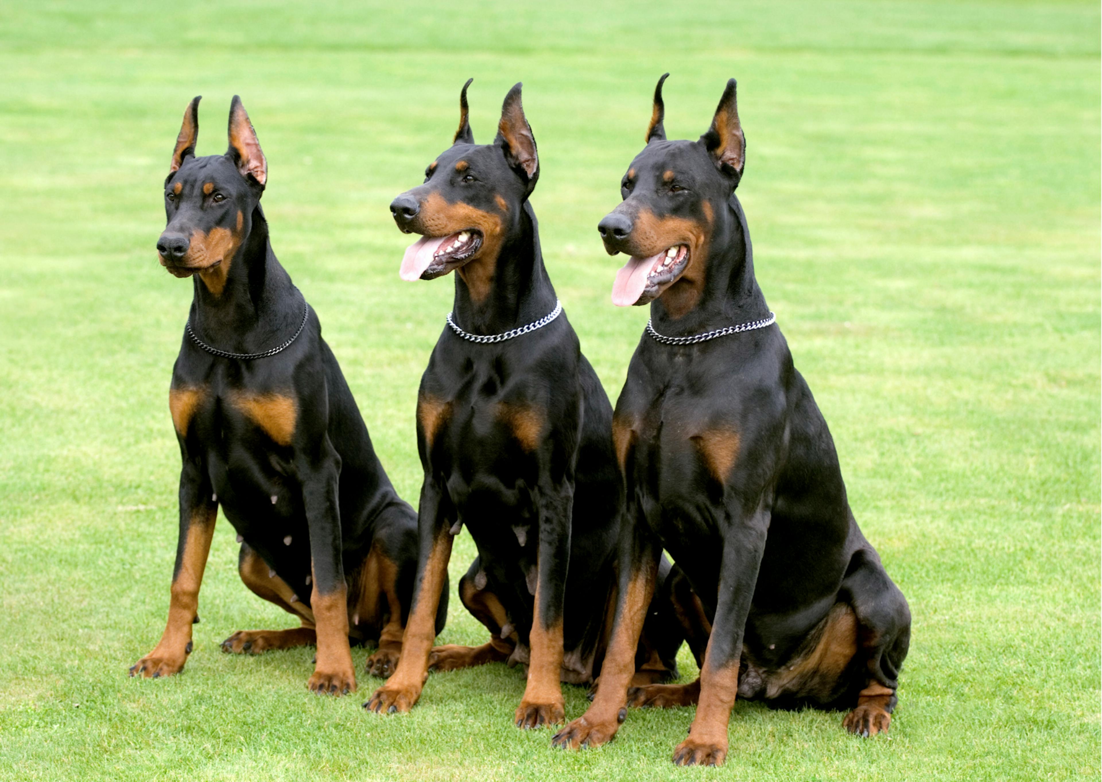 3 dobermann noir et feu assis dans l'herbe 