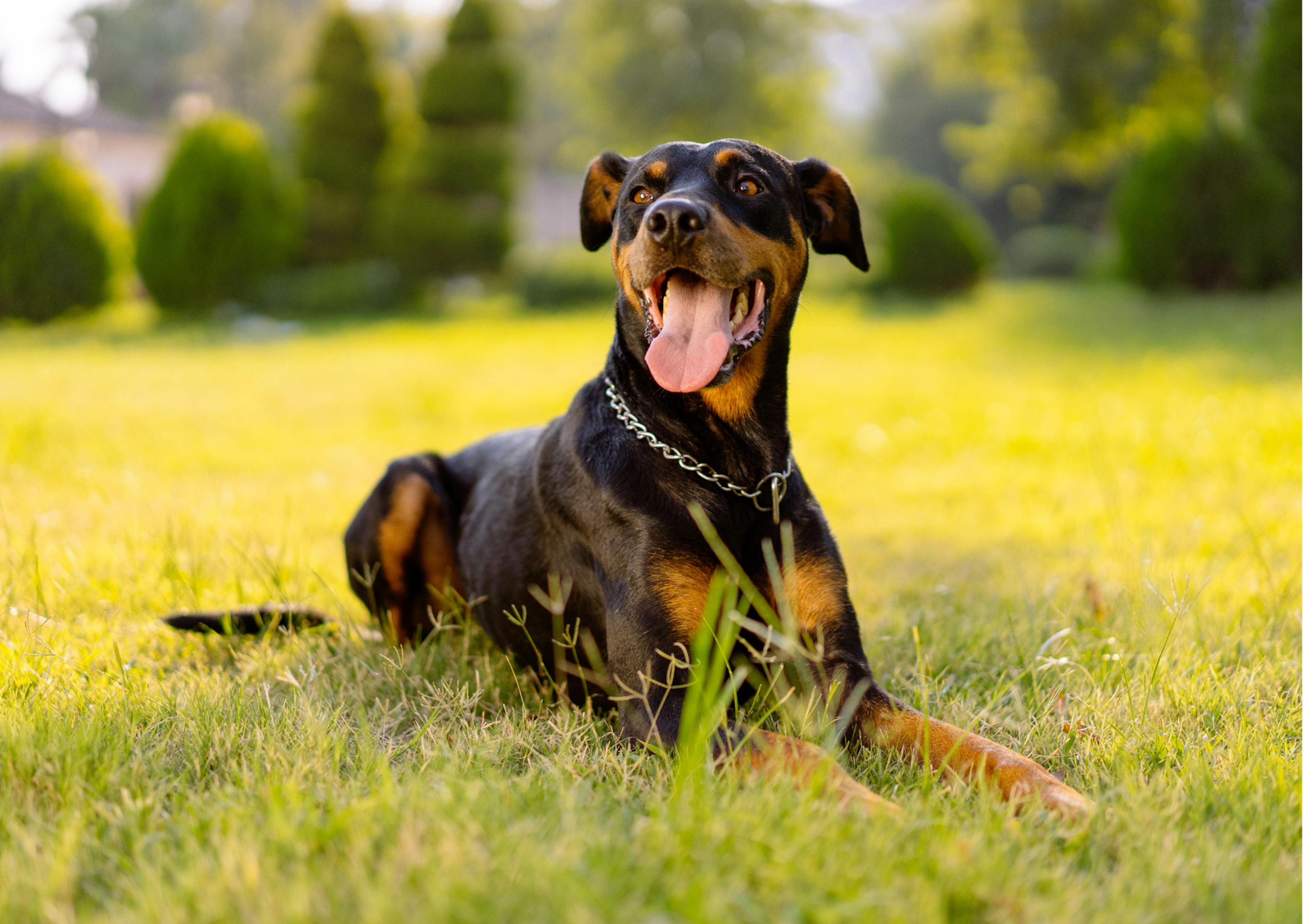 dobermann noir et feu allongé dans l'herbe 