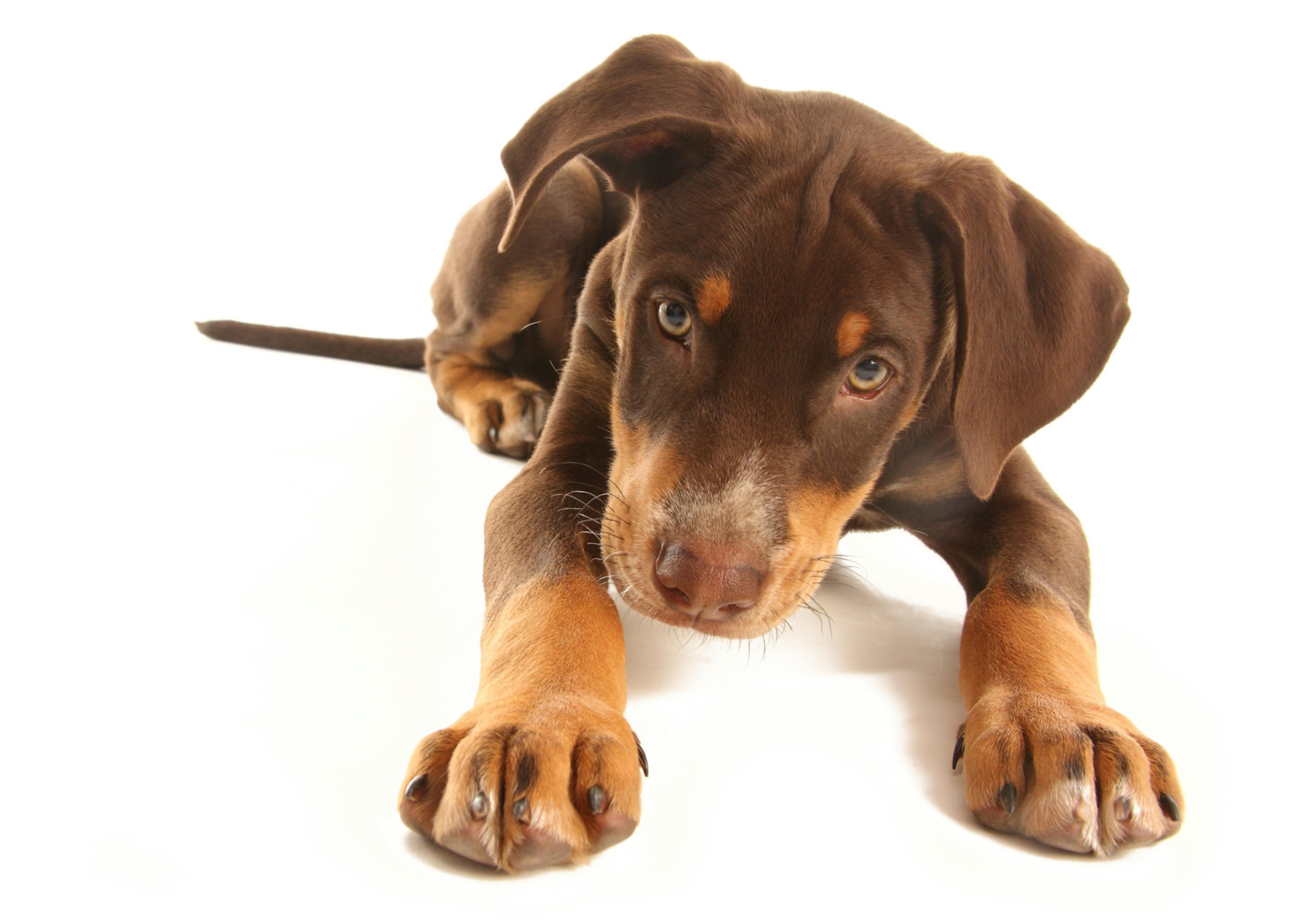 chiot dobermann marron et feu