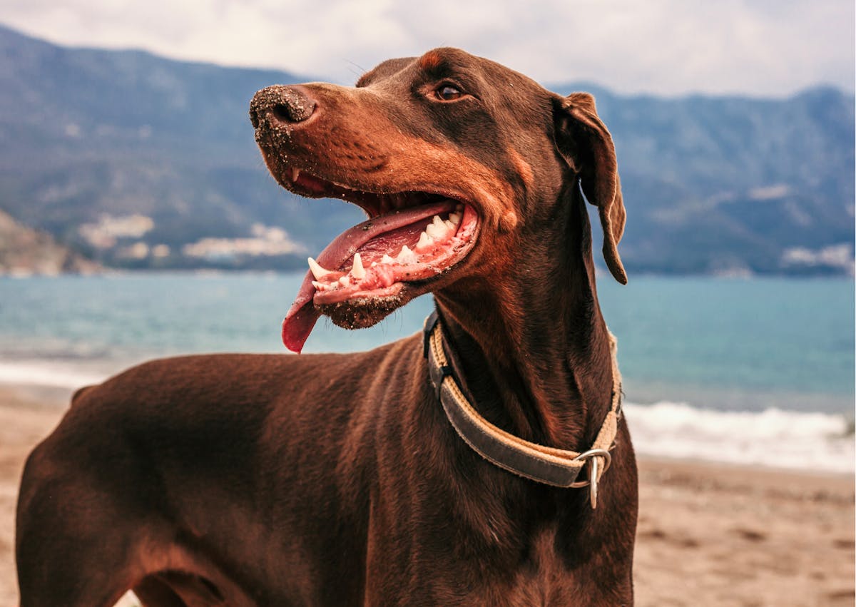 Dobermann marron sur la plage