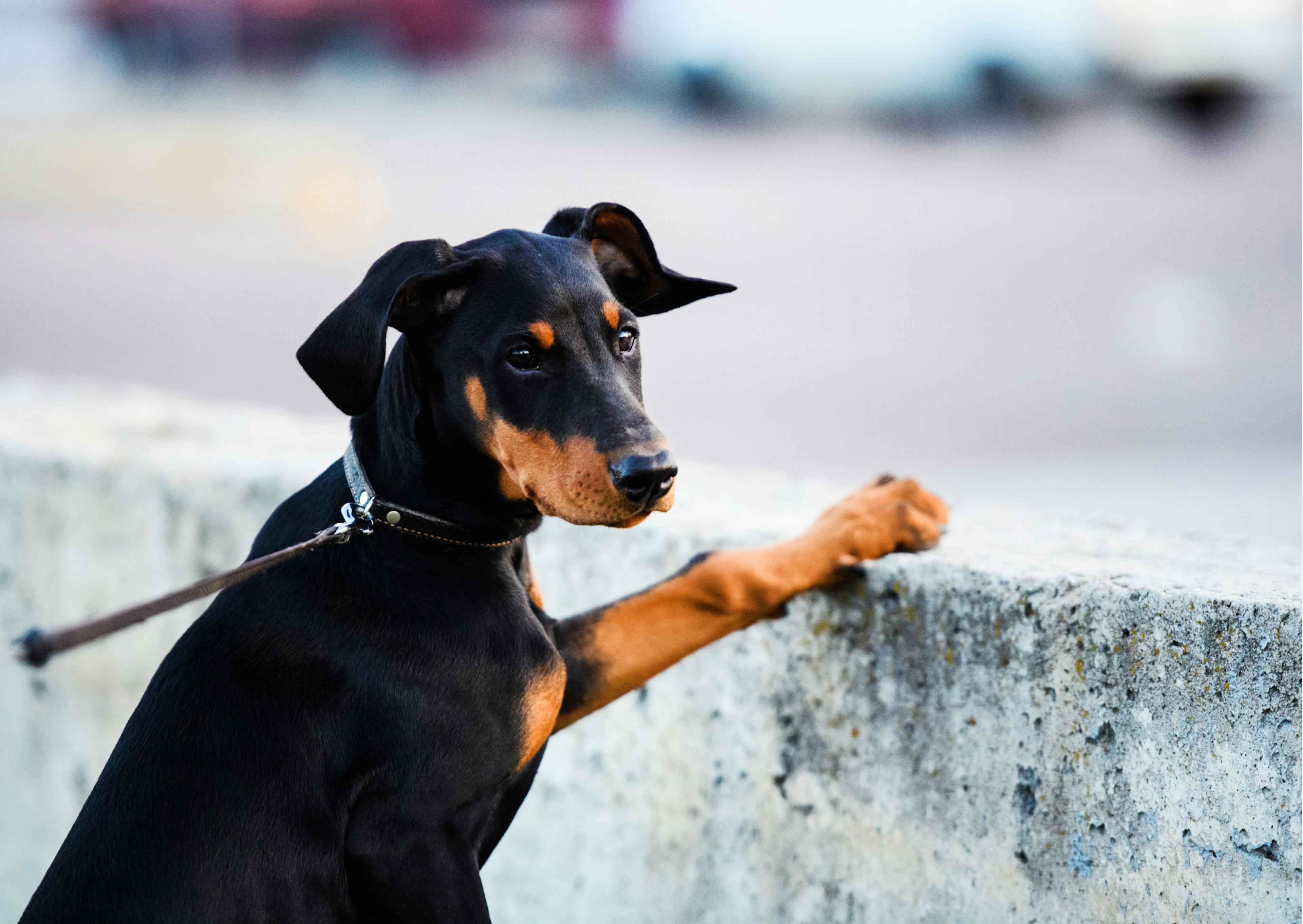 dobermann noir et feu qui pose sa patte sur un muret 