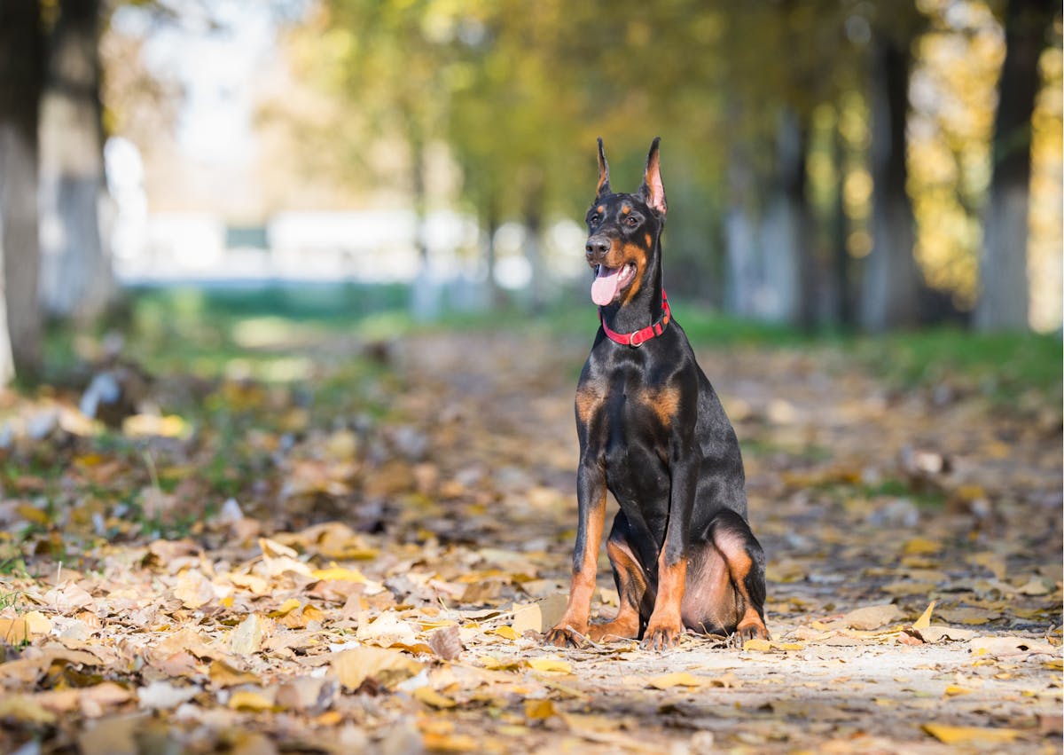 dobermann noir et feu assis dans la forêt