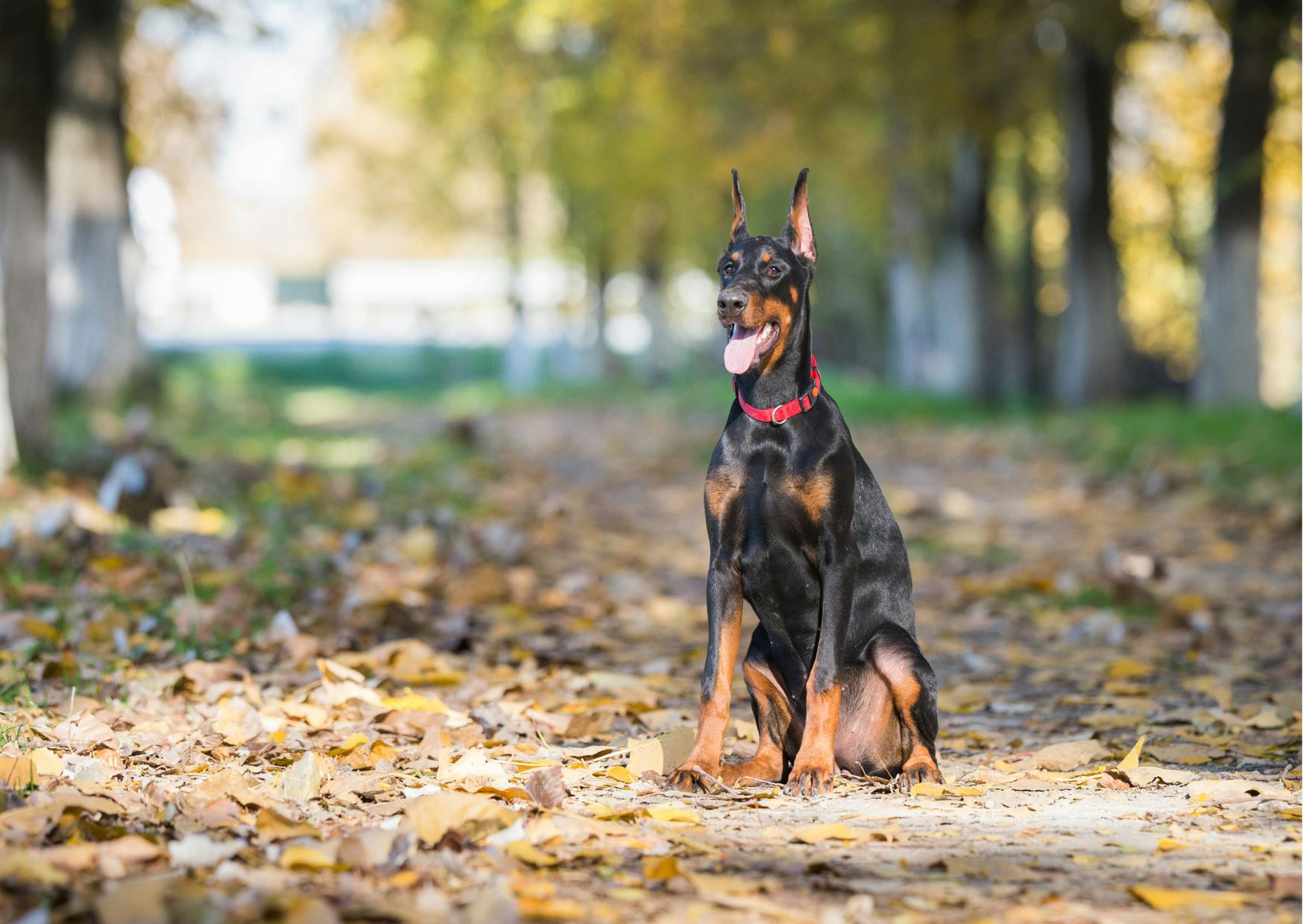 dobermann noir et feu assis dans la forêt