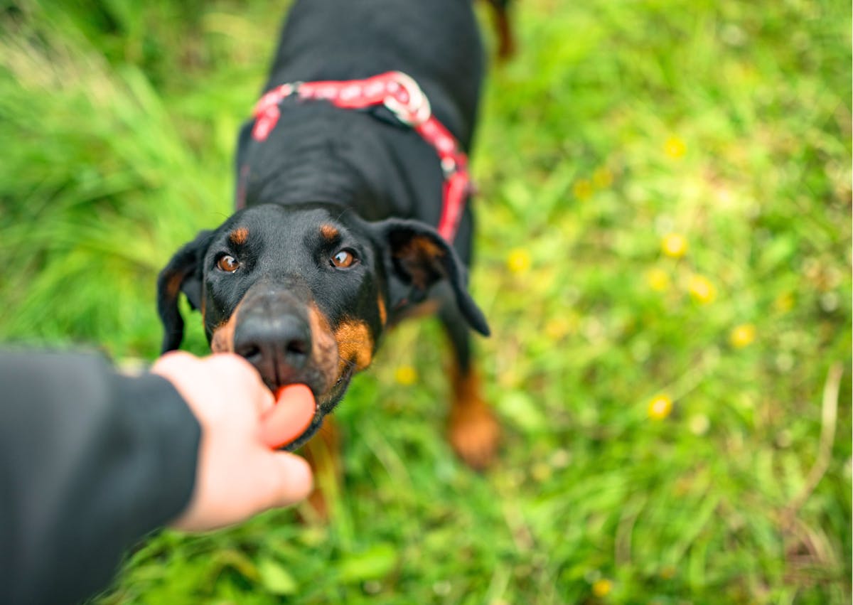 dobermann noir et feu qui joue avec mon maitre