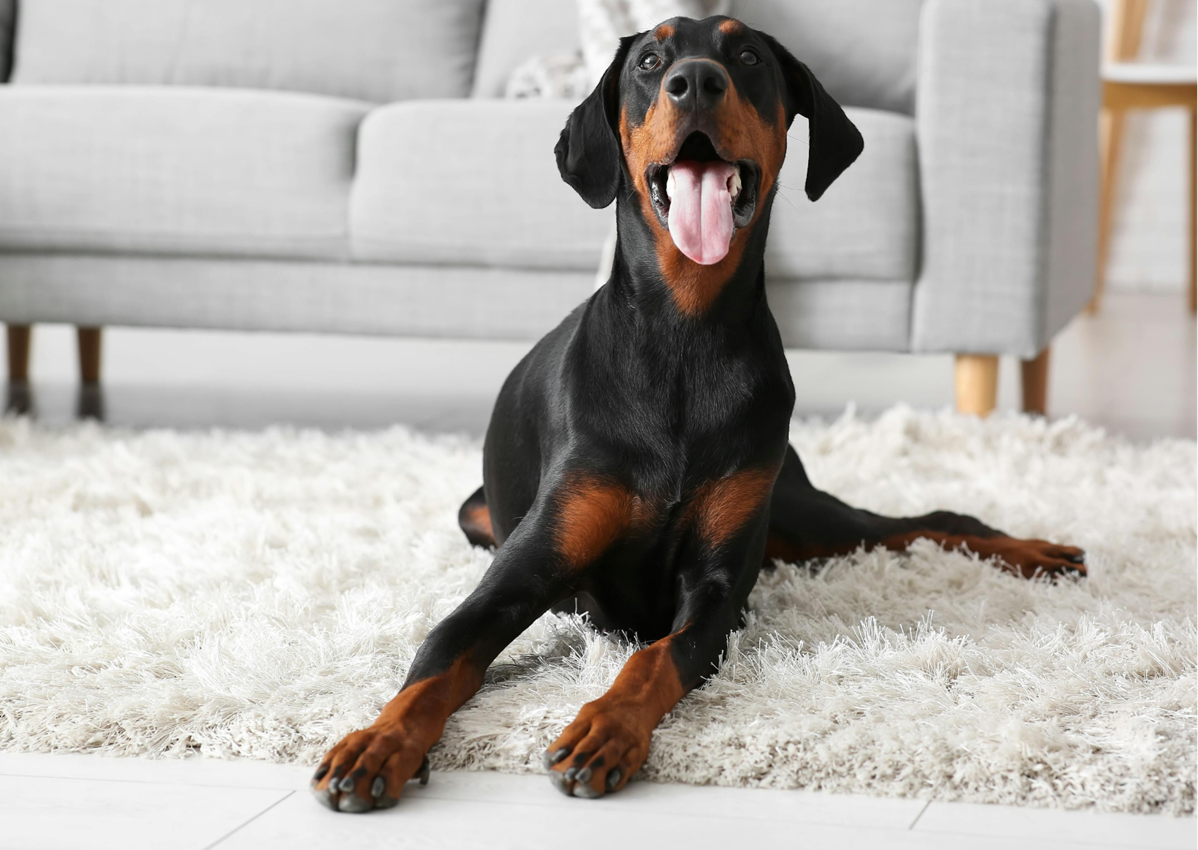 dobermann noir et feu dans son salon 