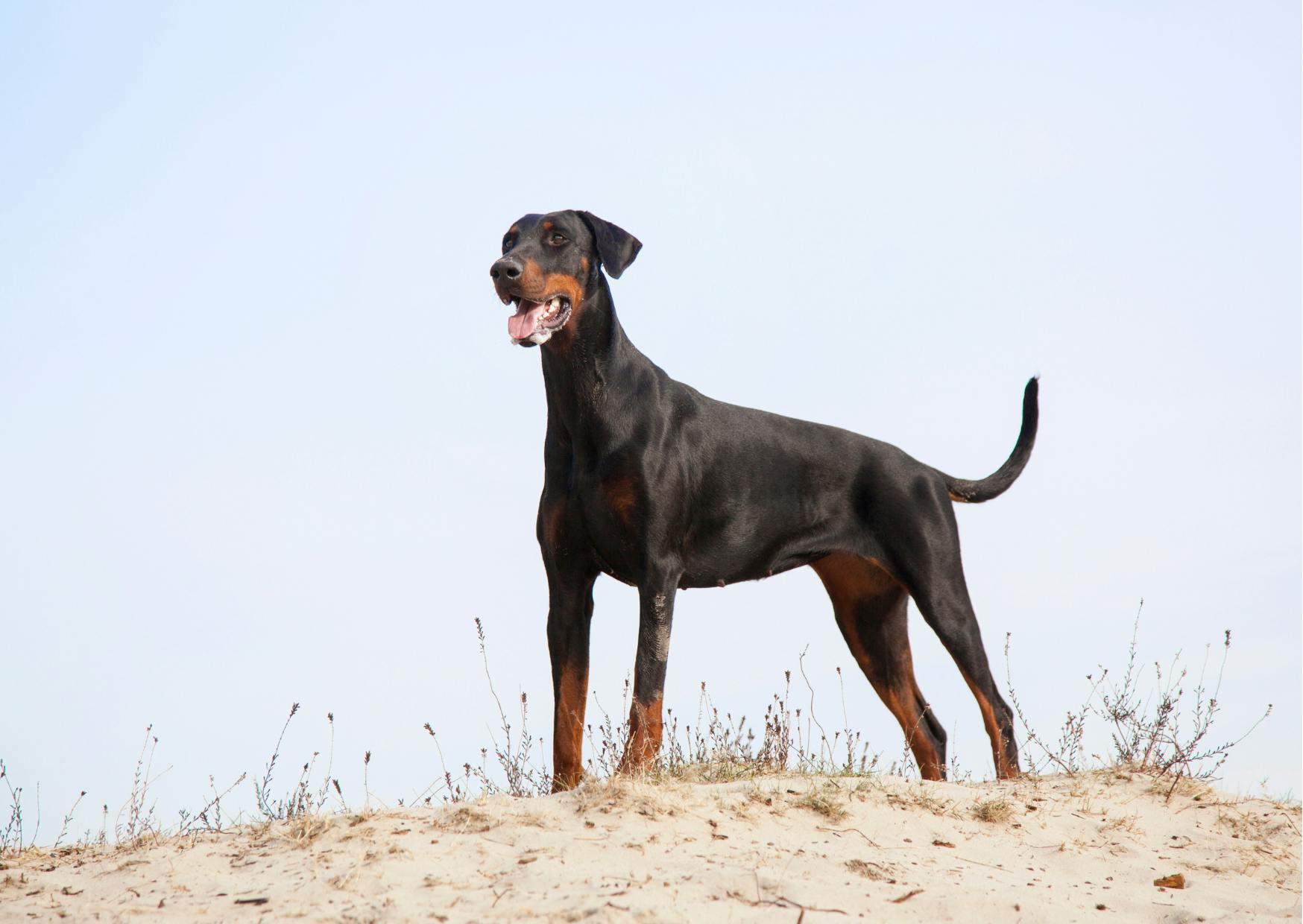 Dobermann noir et feu debout sur une dune de sable