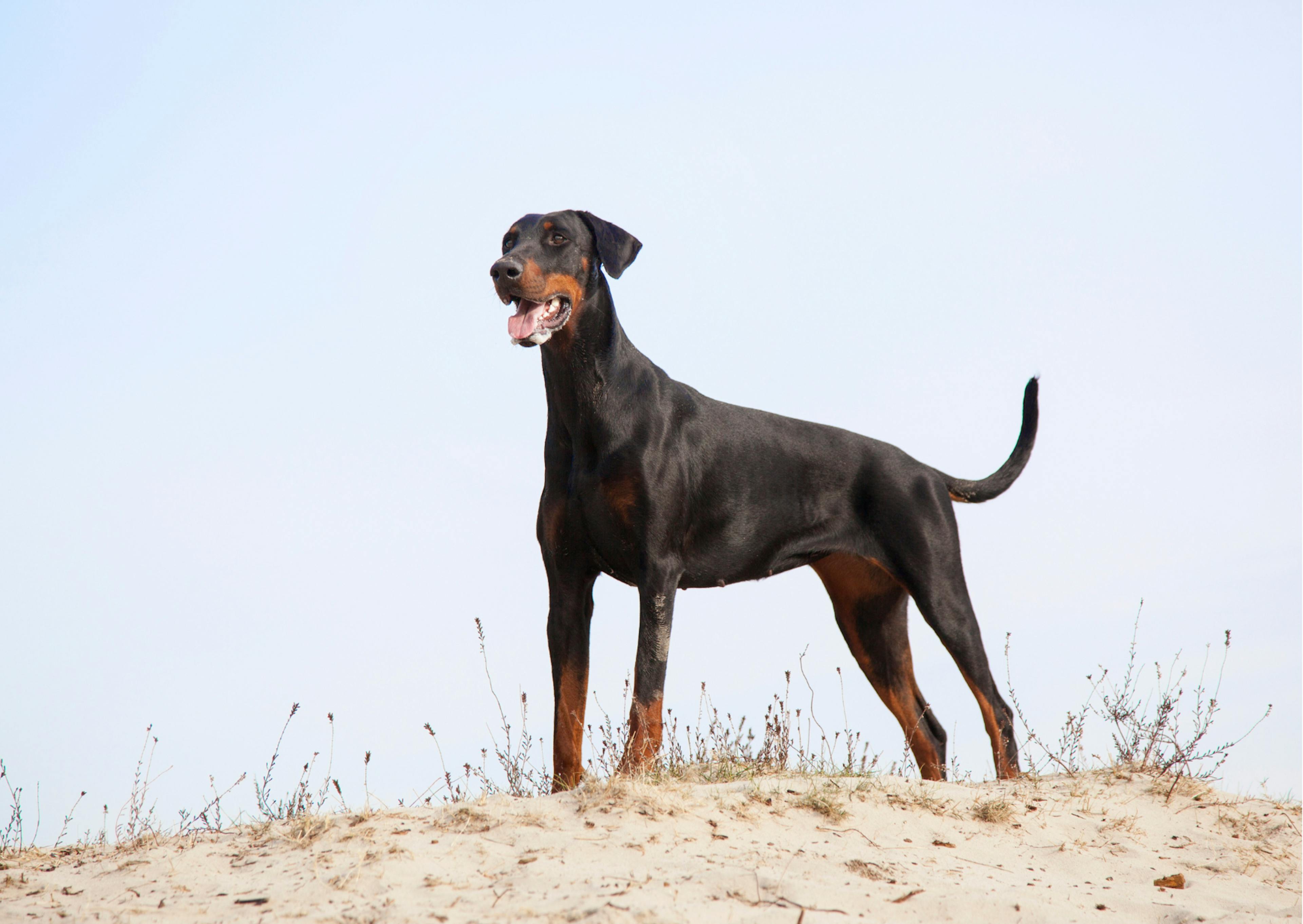 Dobermann noir et feu debout sur une dune de sable 