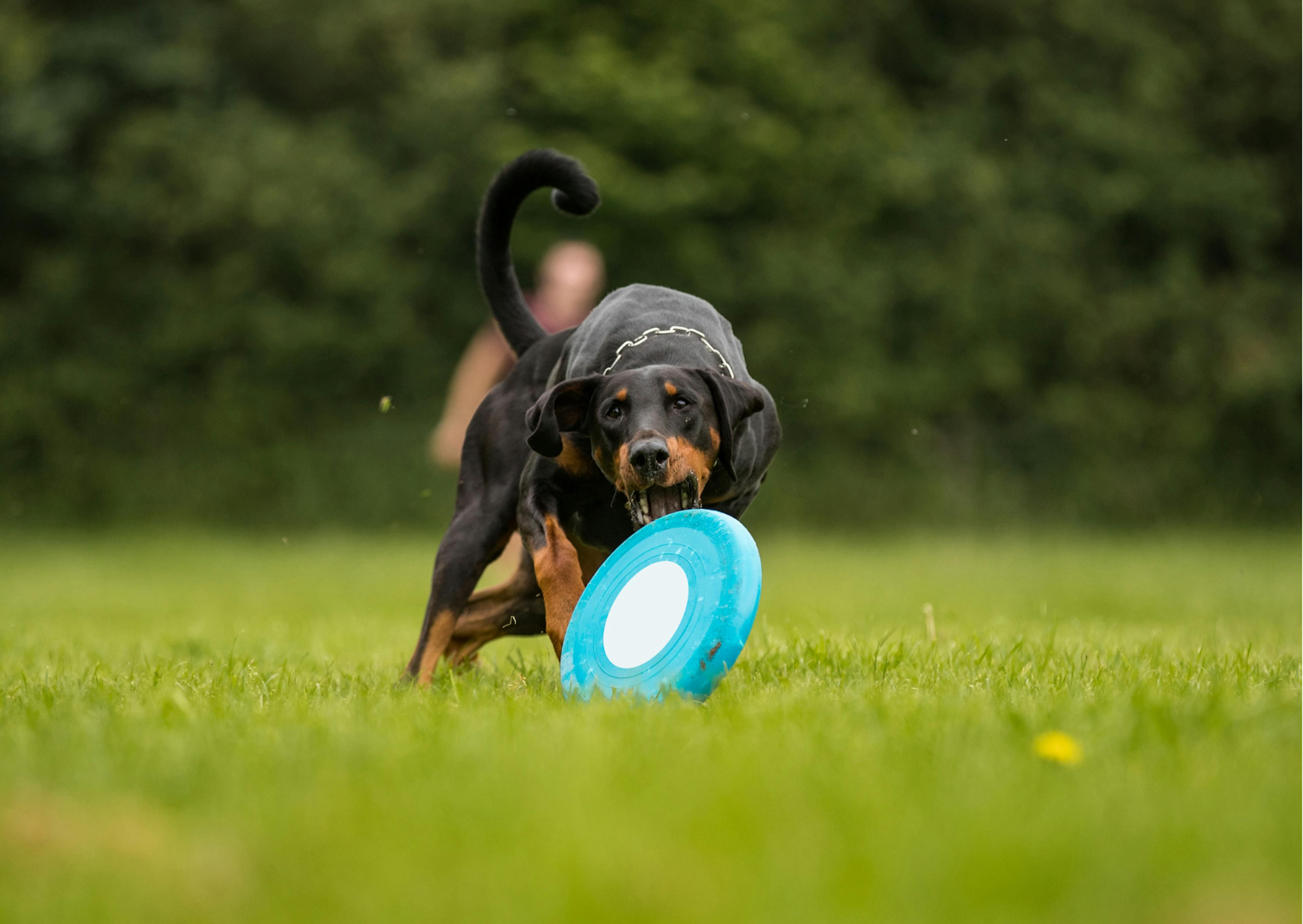 dobermann noir et feu qui joue au frisbee