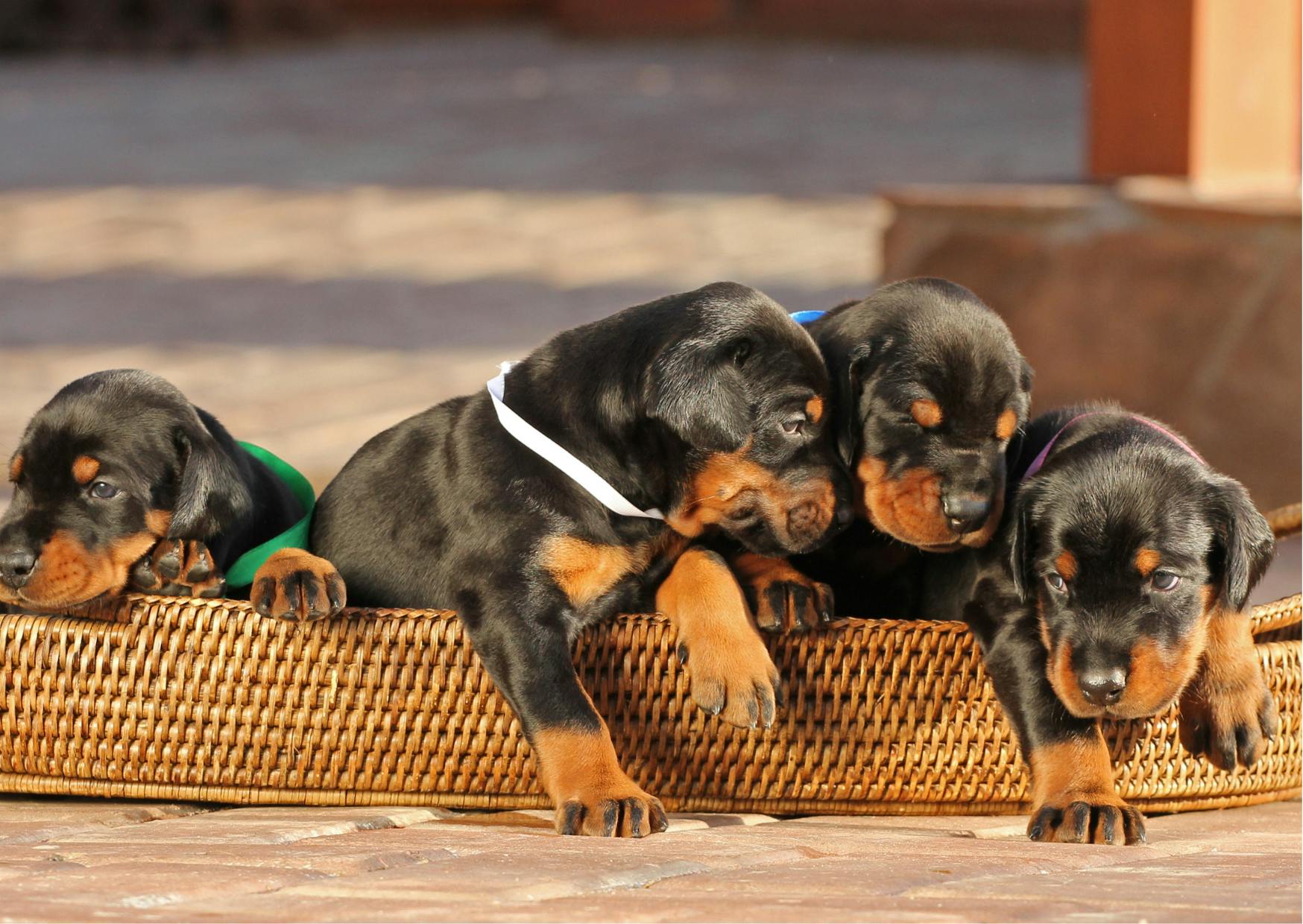chiot dobermann dans un petit panier