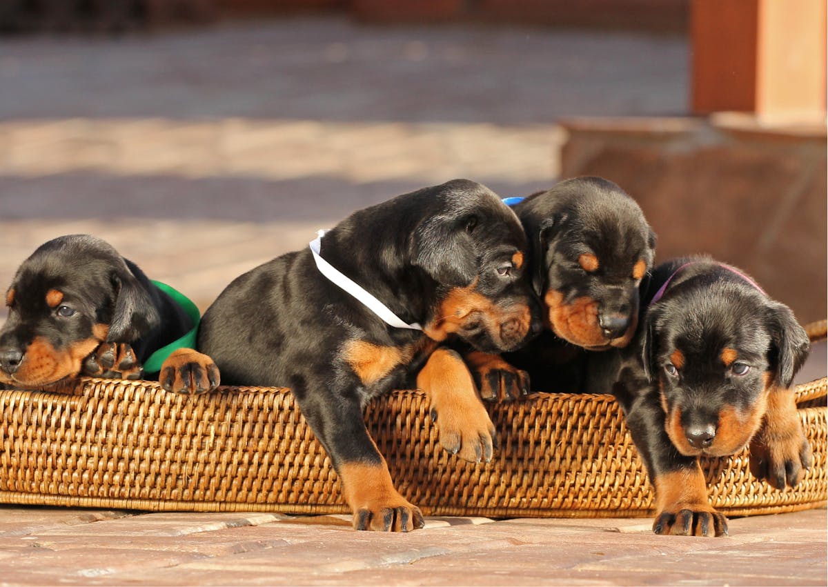 chiot dobermann dans un petit panier 