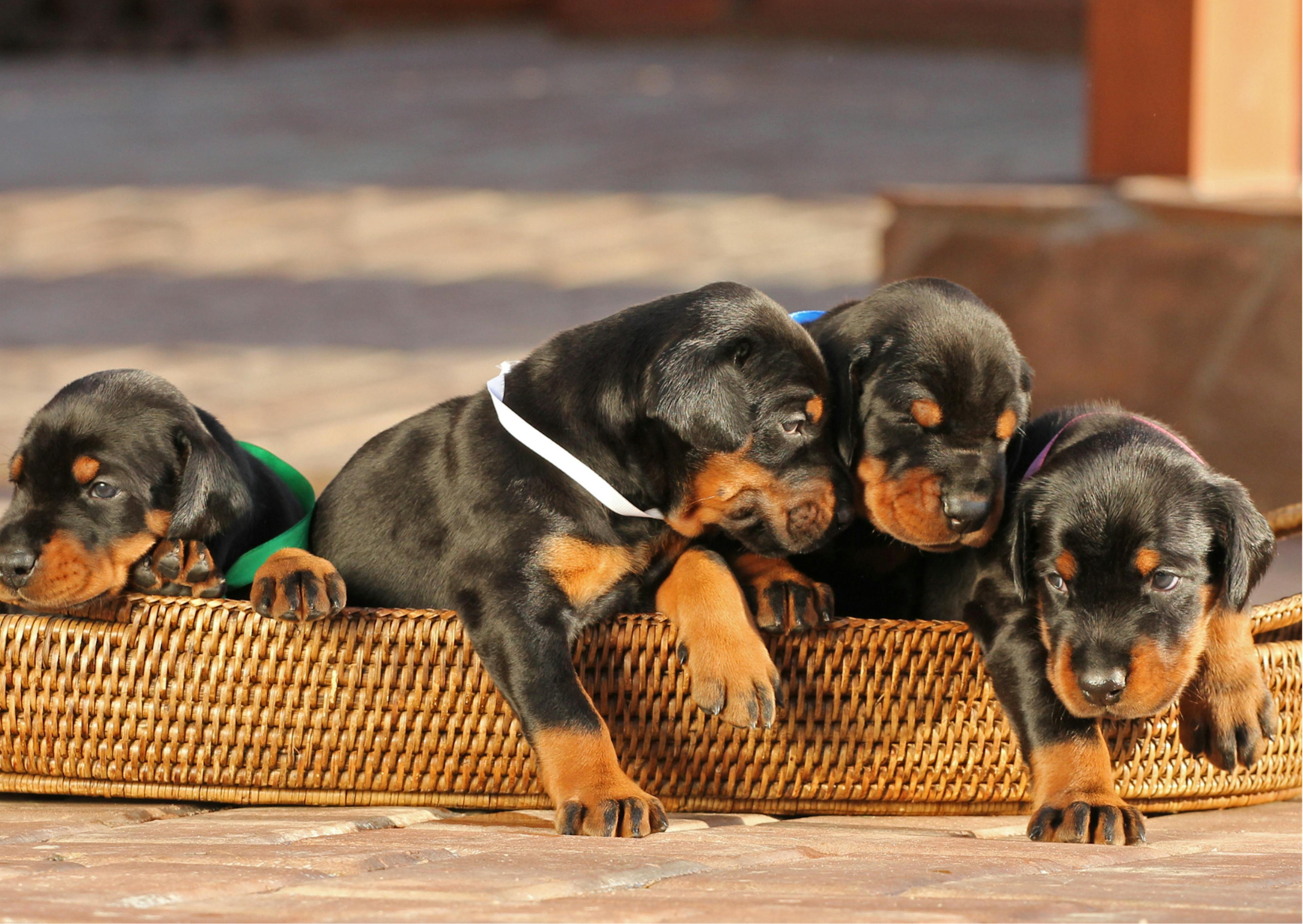 chiot dobermann dans un petit panier 