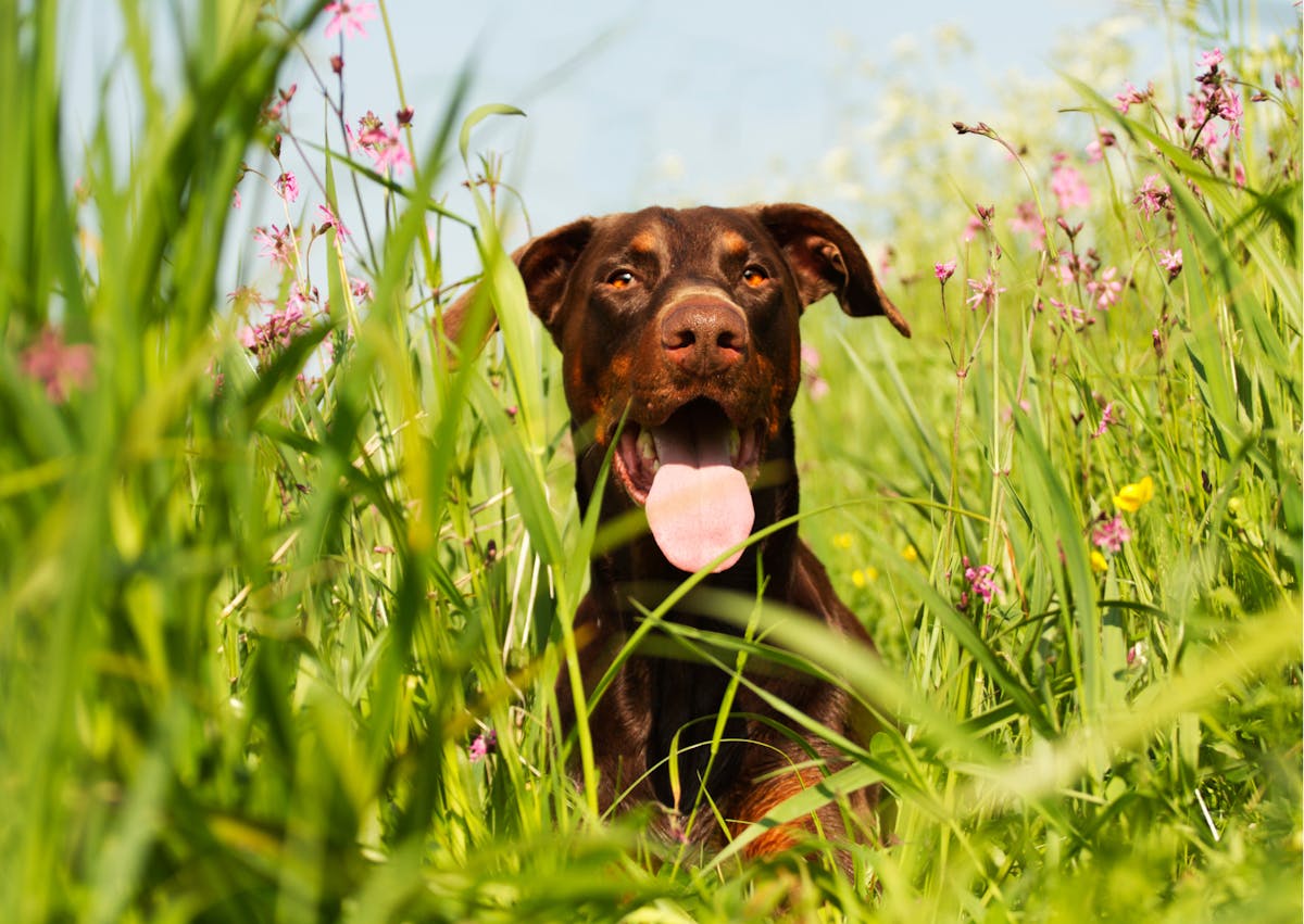 Dobermann marron dans un champs au milieu des herbes