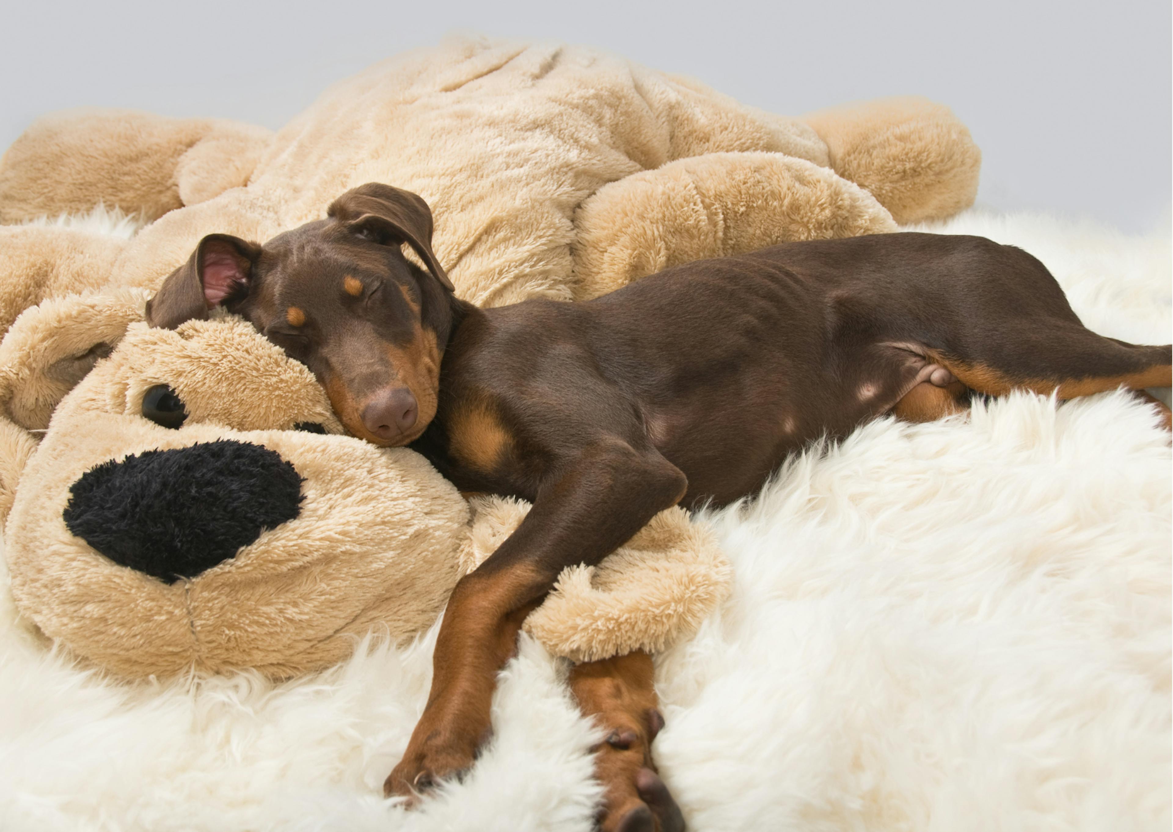 chiot dobermann marron qui dort sur une grosse peluche 