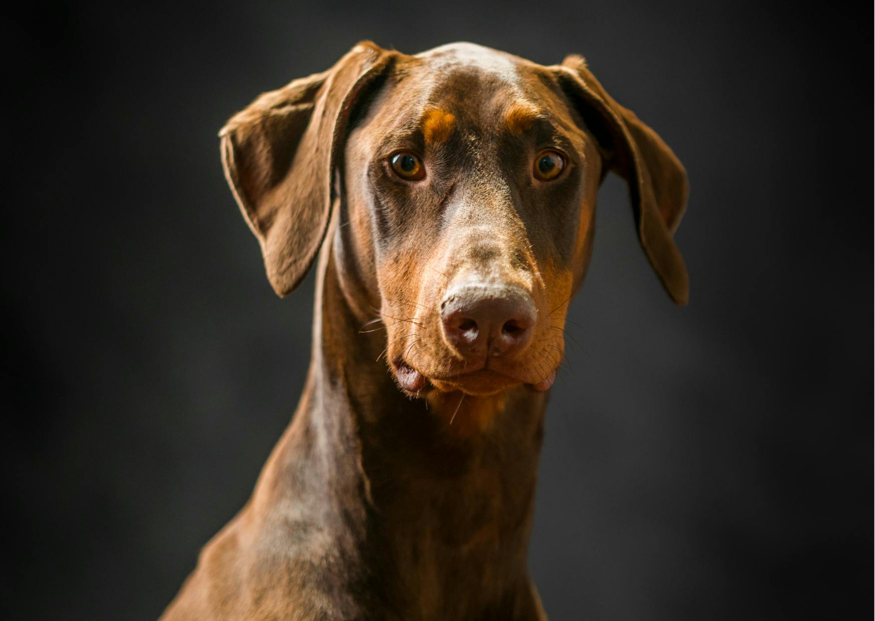 dobermann marron qui regarde l'objectif