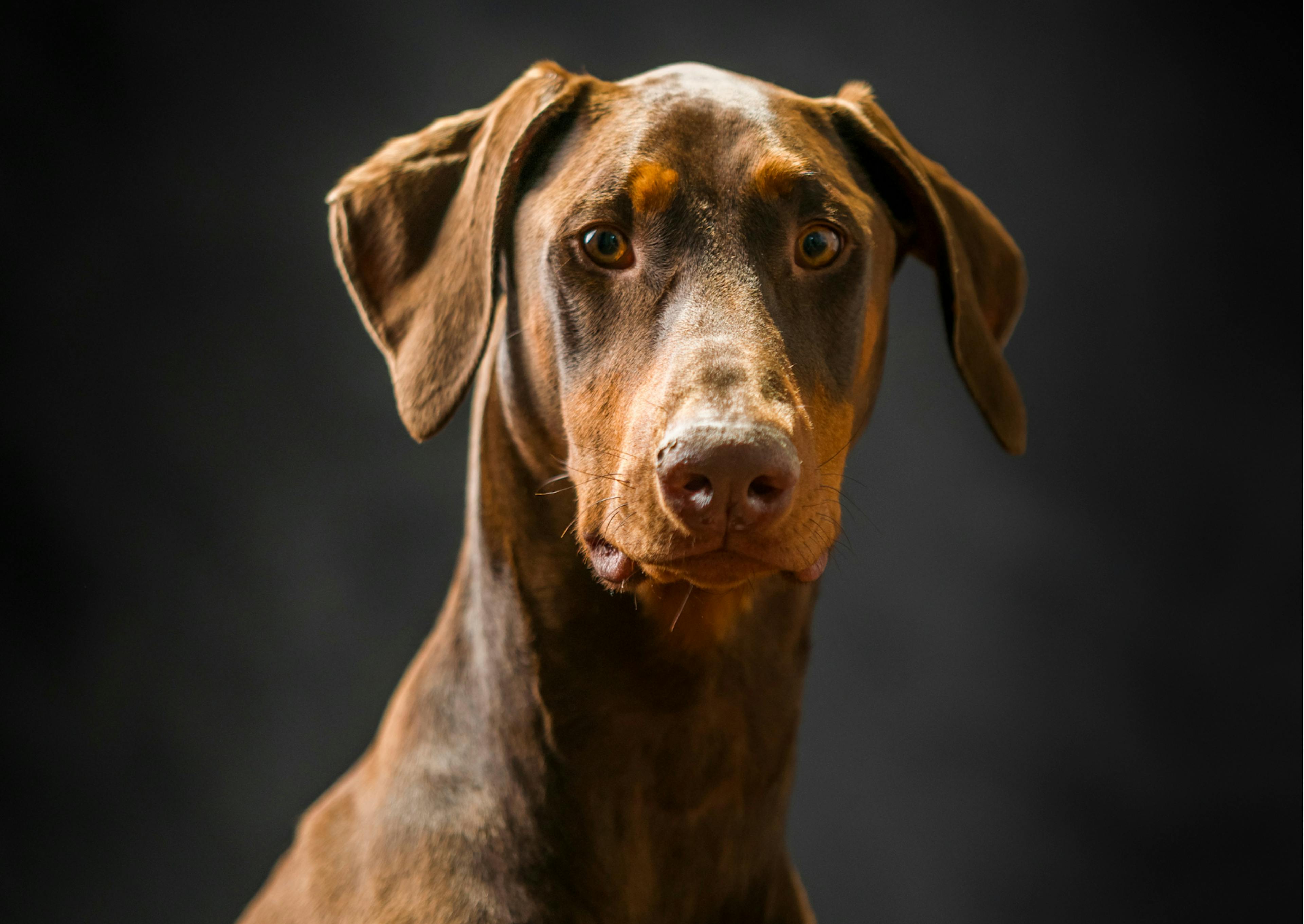 dobermann marron qui regarde l'objectif 