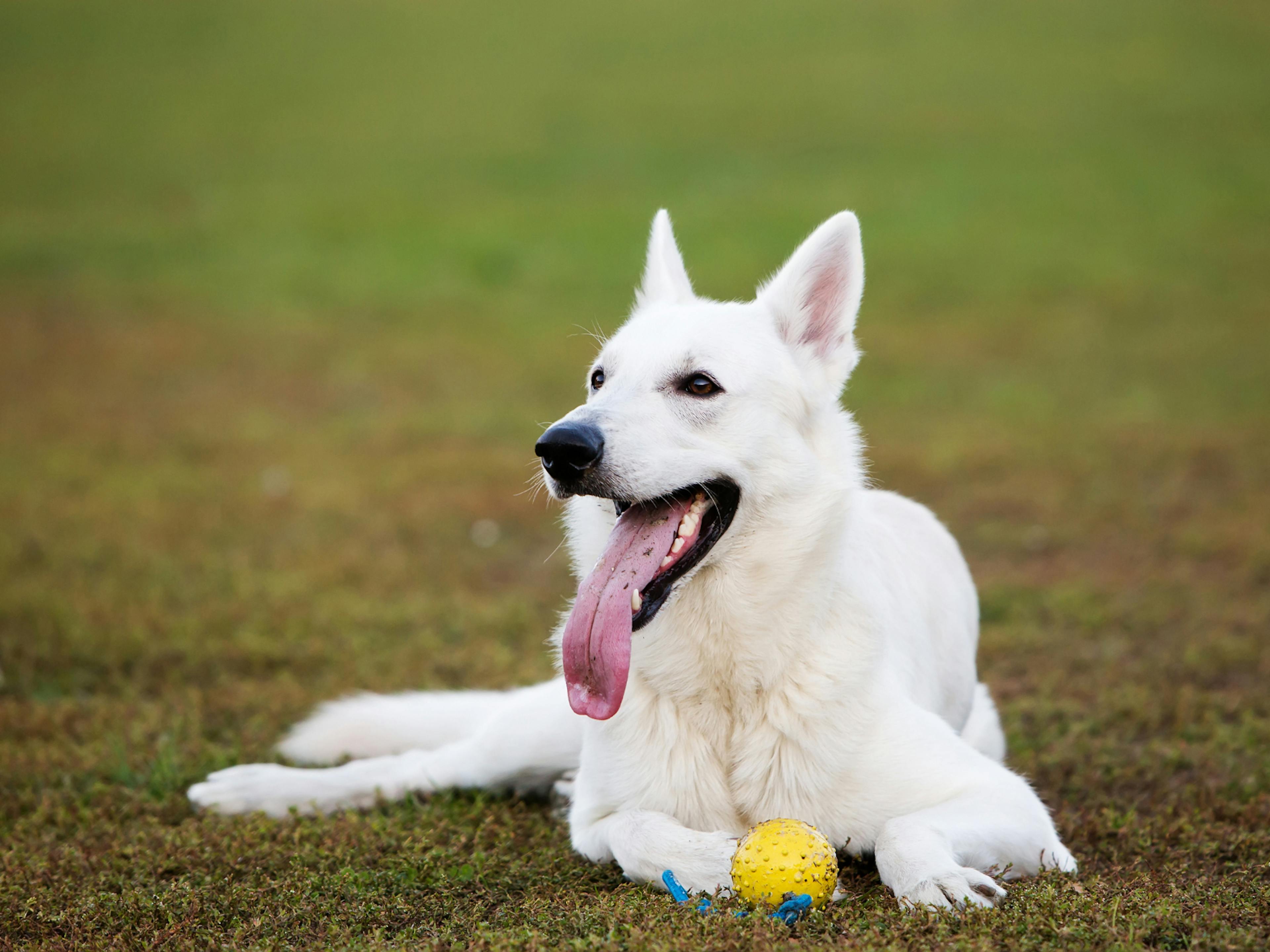 berger blanc suisse couché sans l'herbe avec une balle 