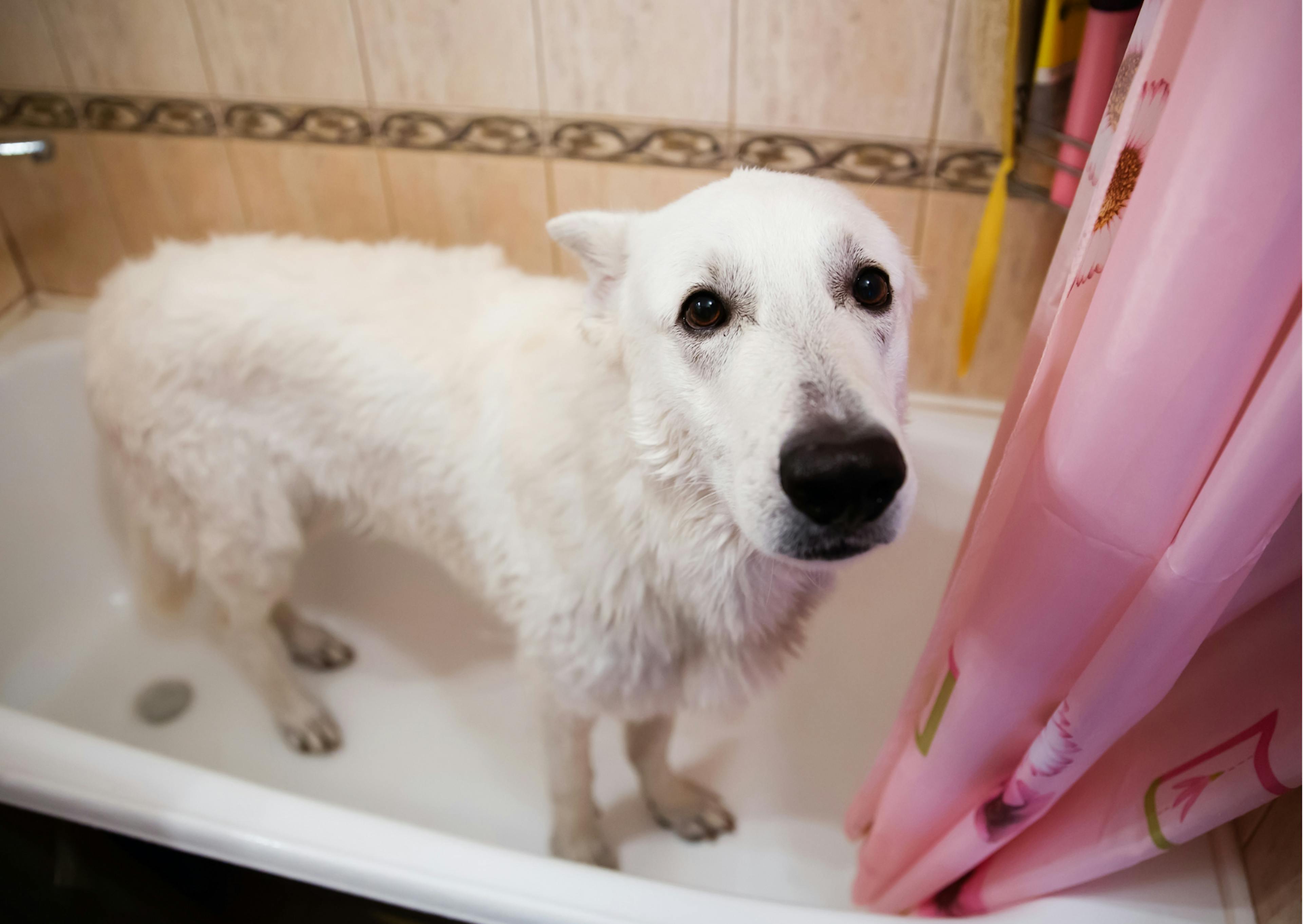 berger blanc suisse qui prend un bain 