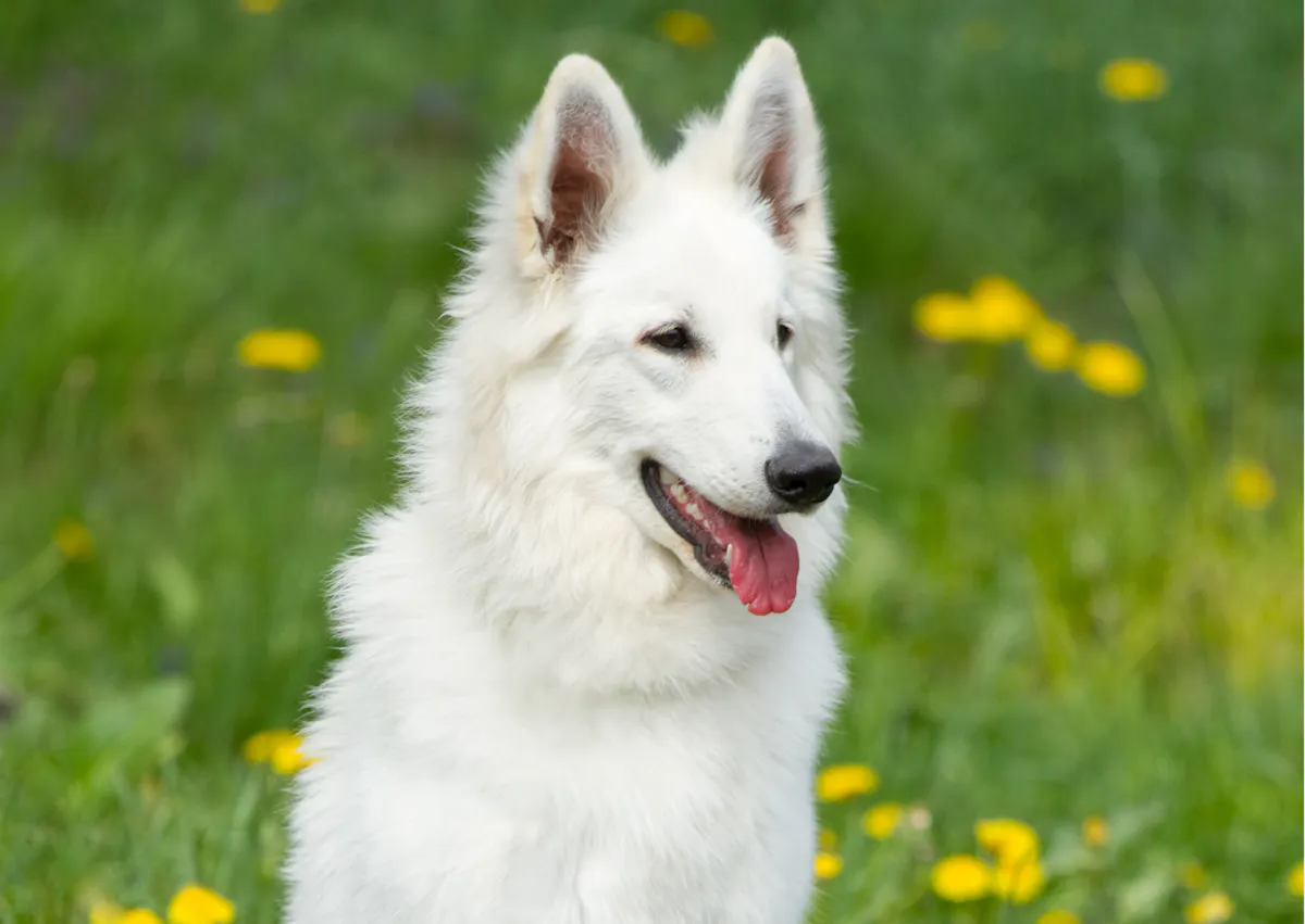 Berger blanc suisse dans l'herbe