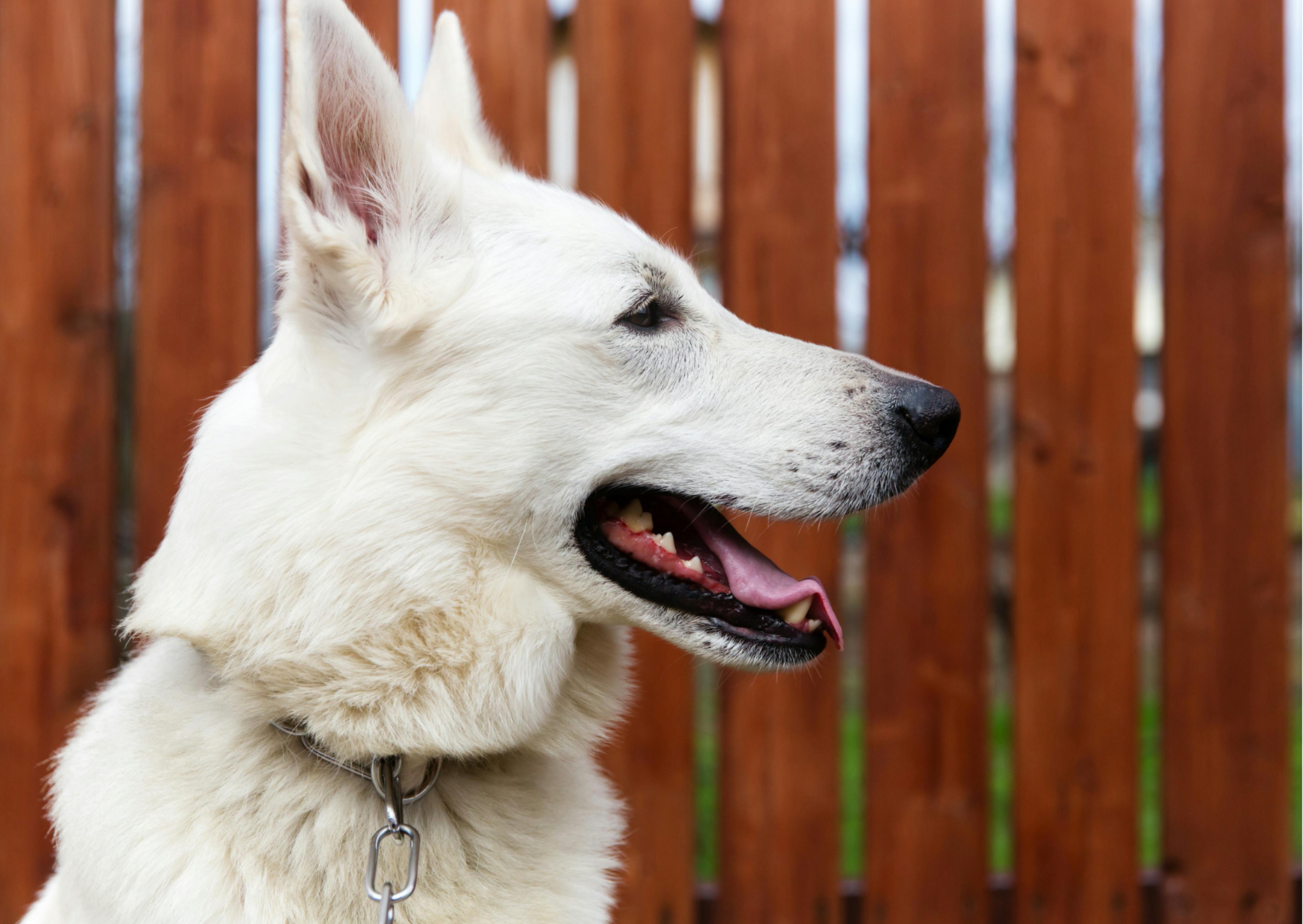 berger blanc suisse de profil 