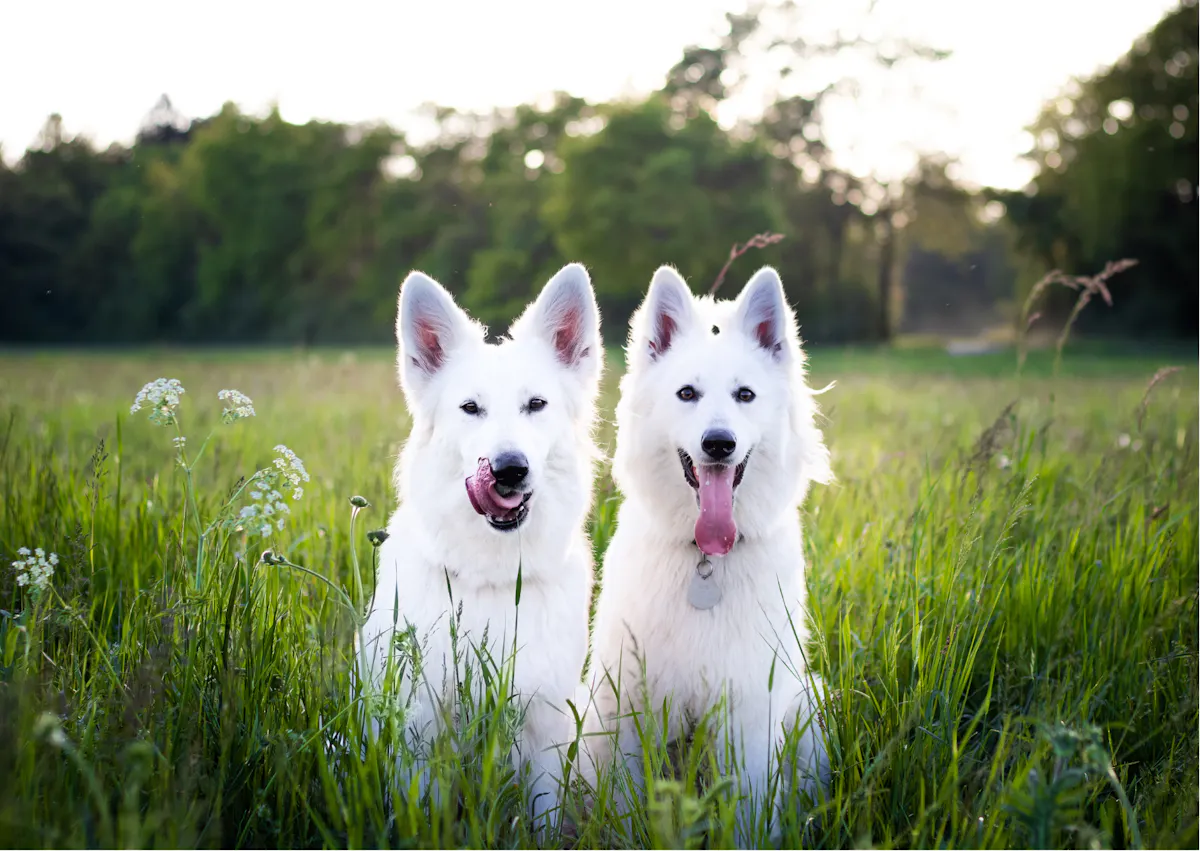 deux bergers blancs suisses assis dans un champs