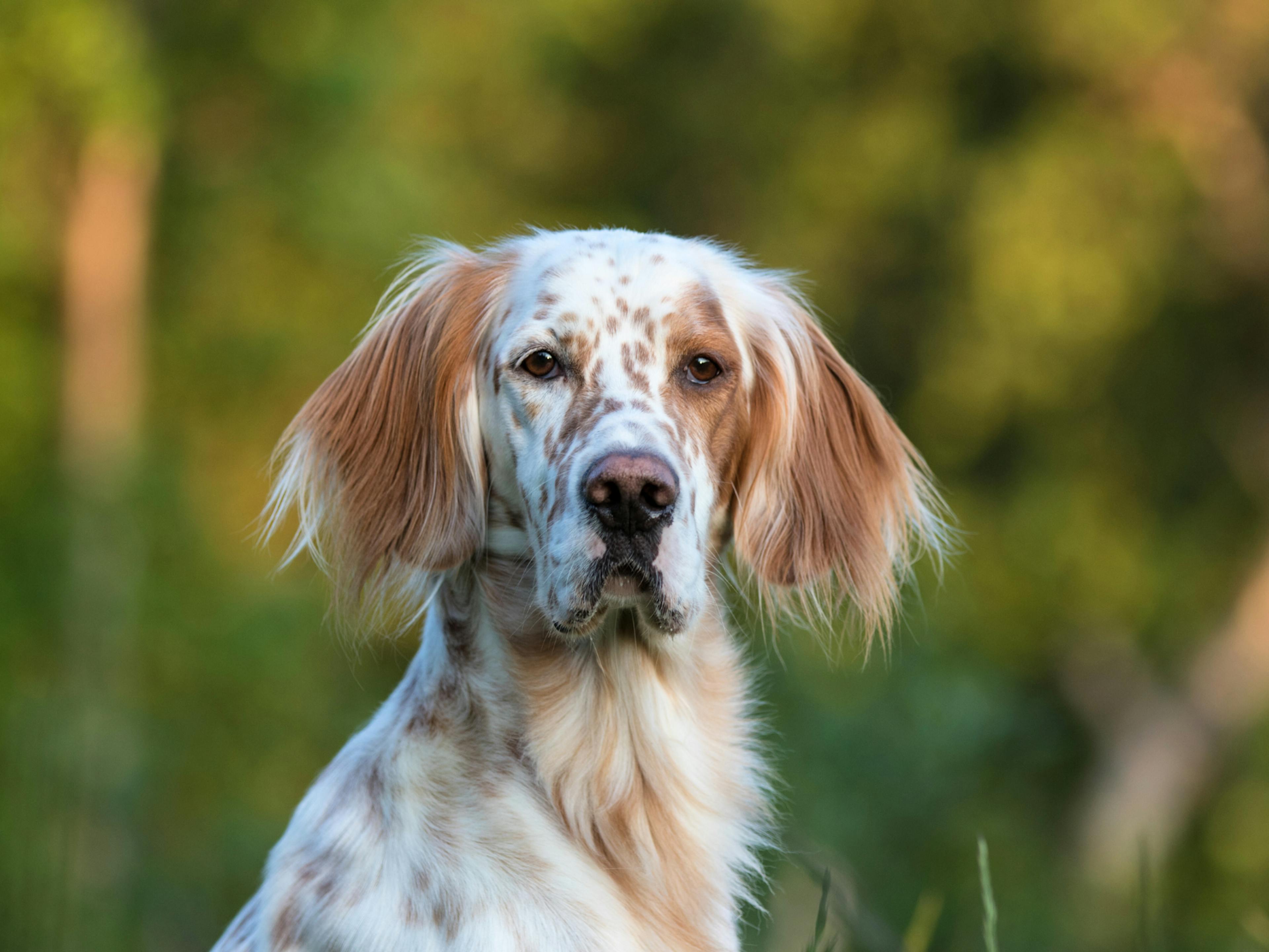 setter anglais blanc et feu 