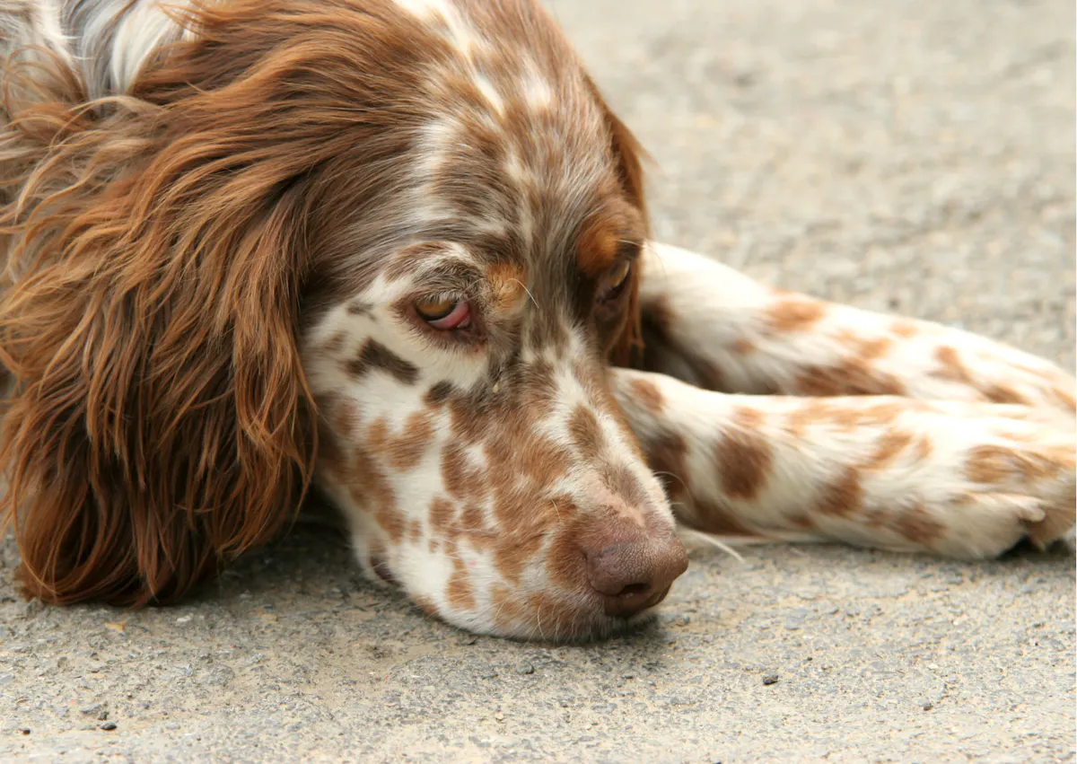 setter anglais allongé sur de la moquette