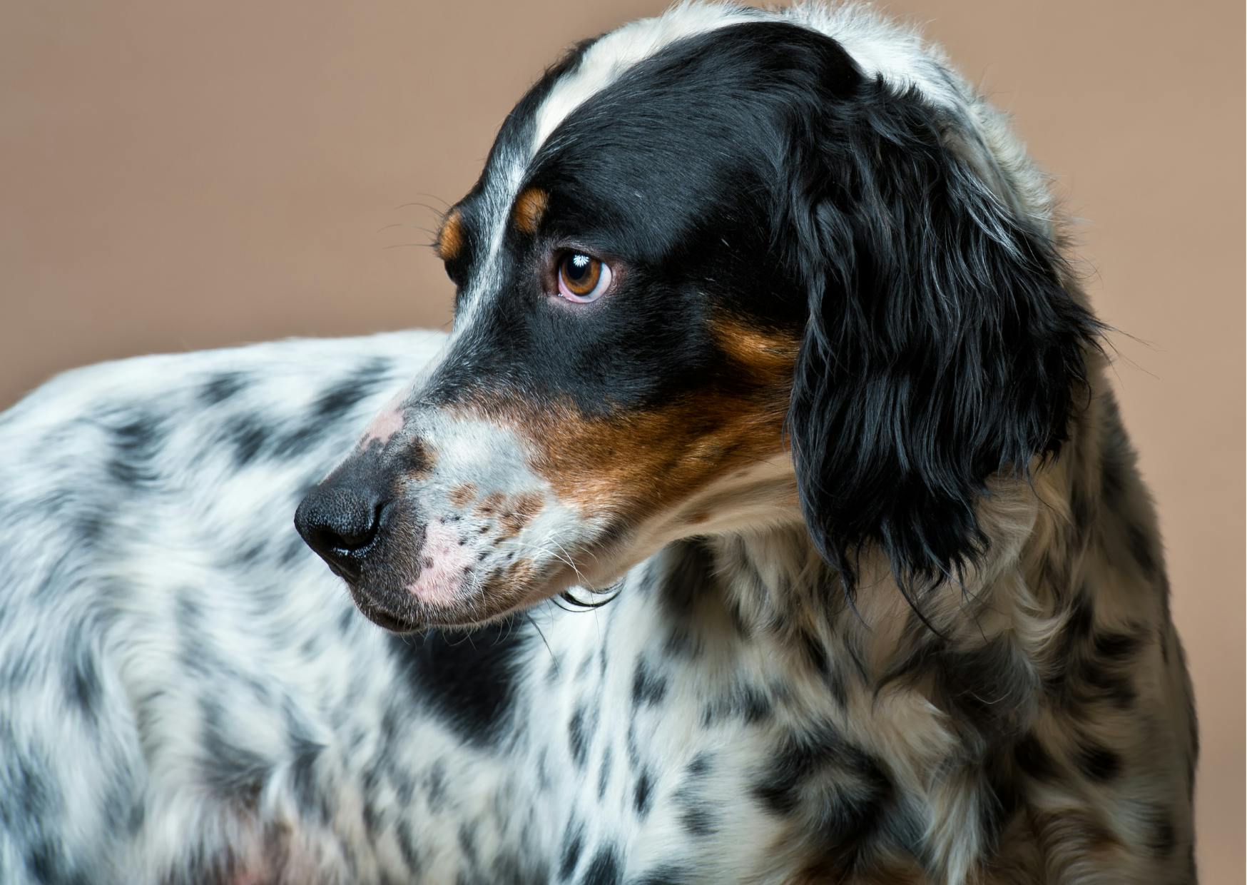 setter anglais noir tricolore