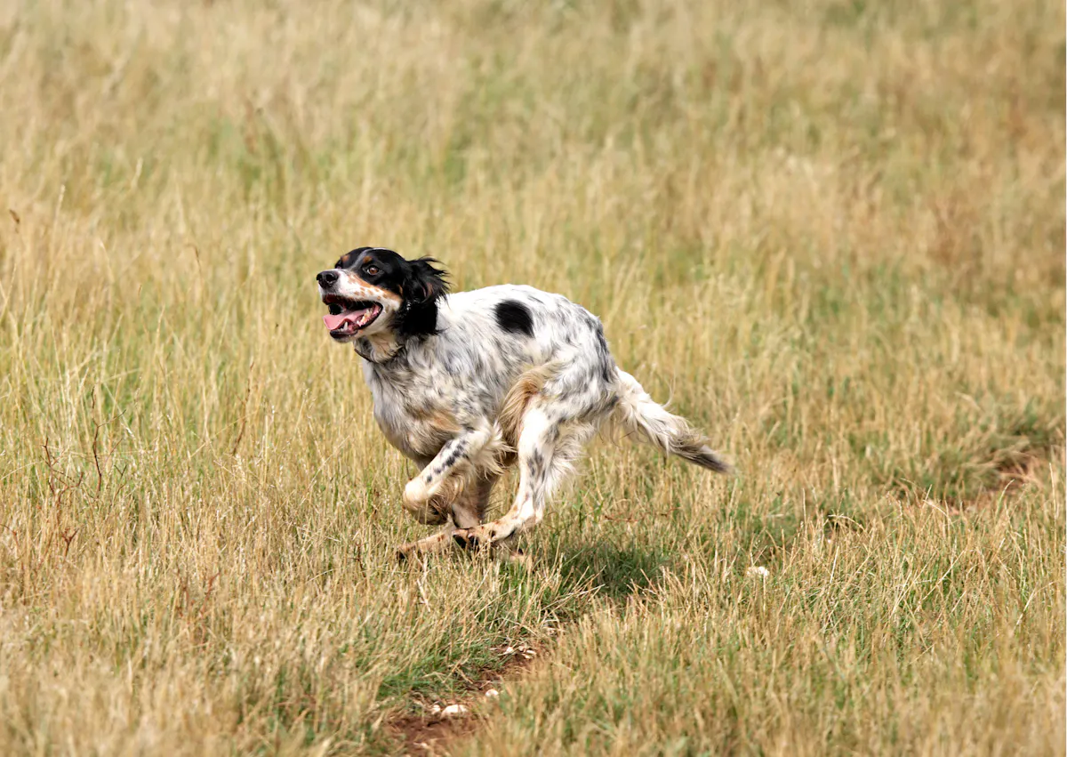 setter anglais qui court dans un champs 